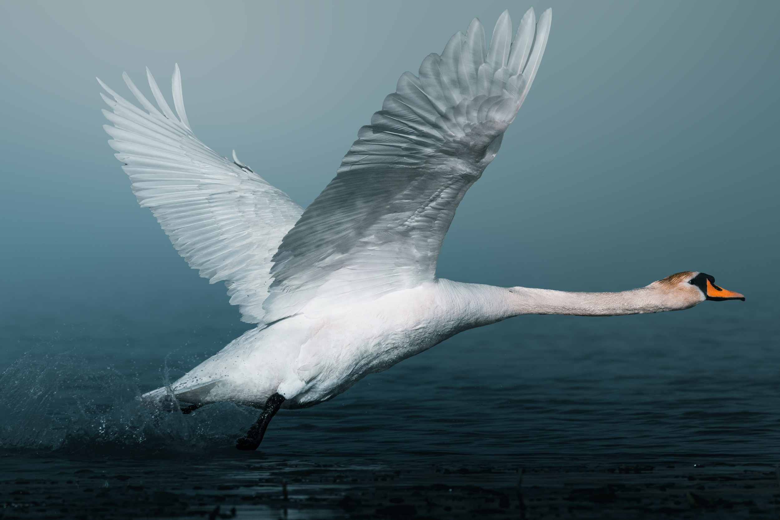 Дикая природа • Wildlife. Елена Ивановой • Профессиональный фотограф