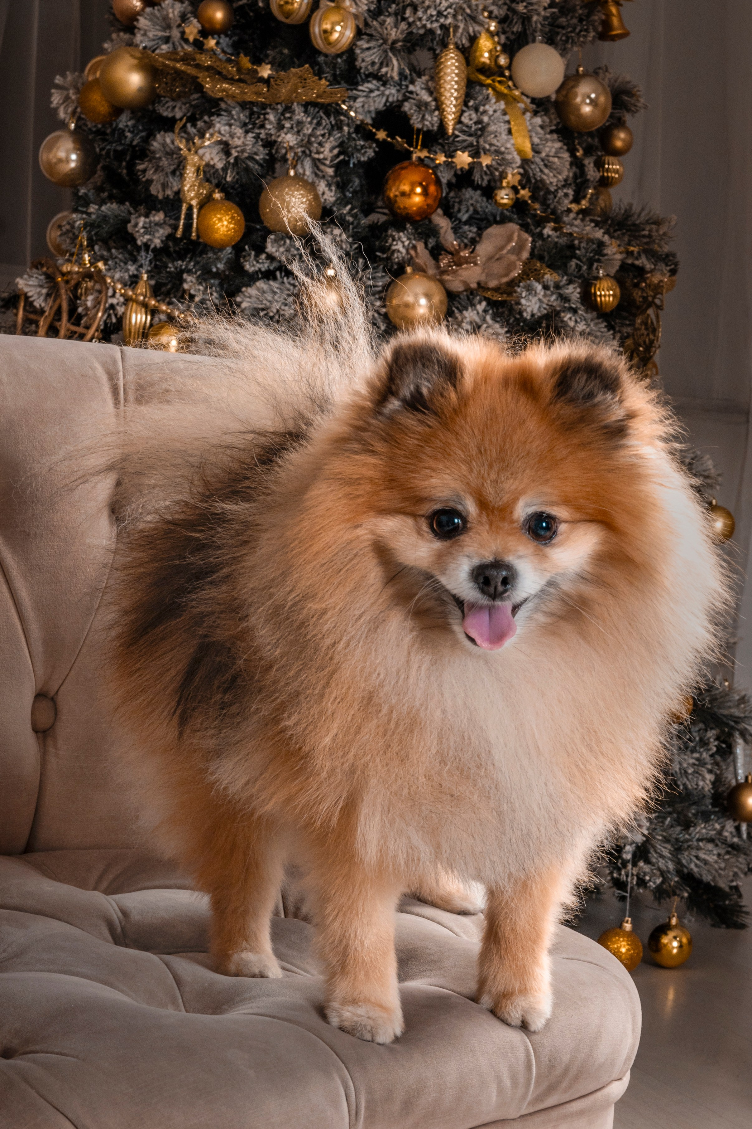 Красотка и шпиц. Фотограф анималист в Санкт-Петербурге Таша Крейв