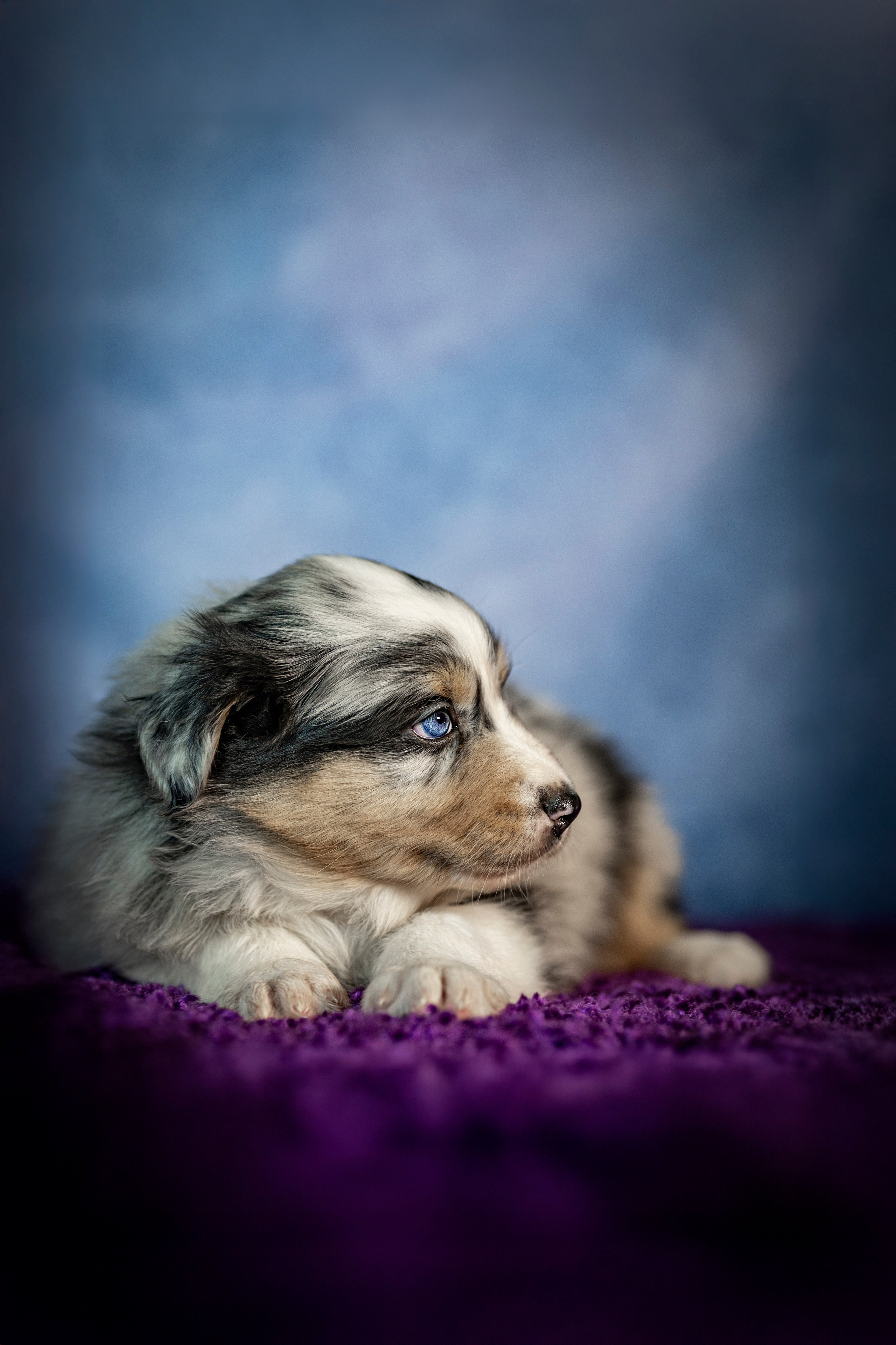 Фотограф анималист в Санкт-Петербурге Таша Крейв