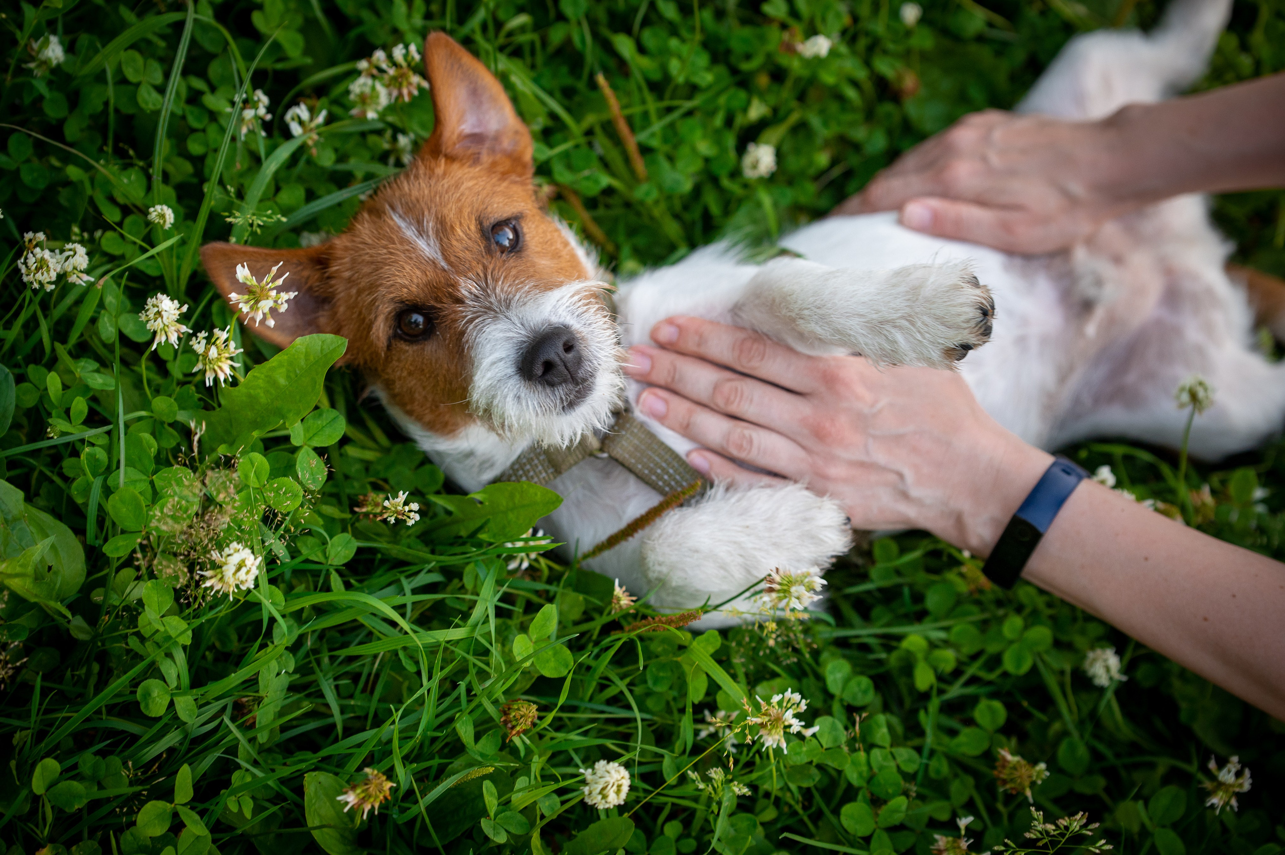 Собаки. Фотограф-анималист в Санкт-Петербурге Анастасия Иванова