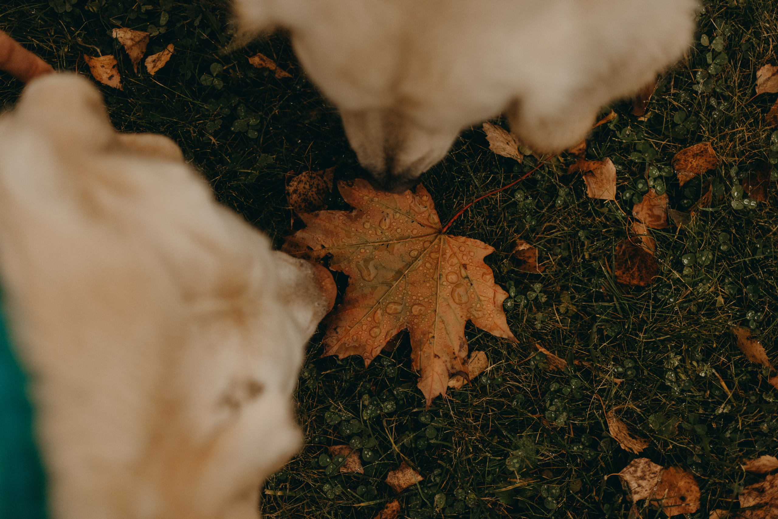 Женя и ее девочки. Фотограф — Анималист | Санкт-Петербург