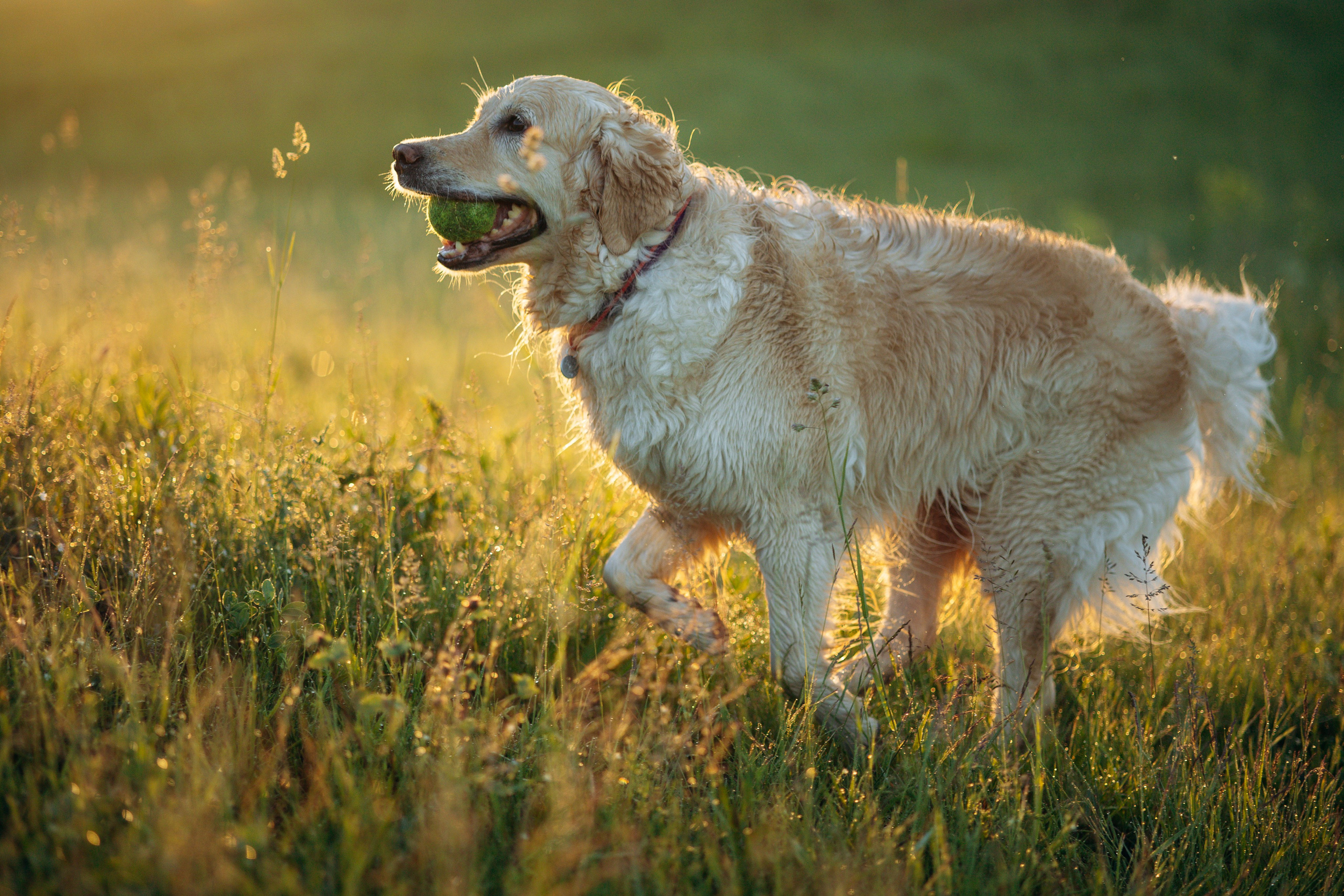 Юля и Руби. Фотограф — Анималист | Санкт-Петербург