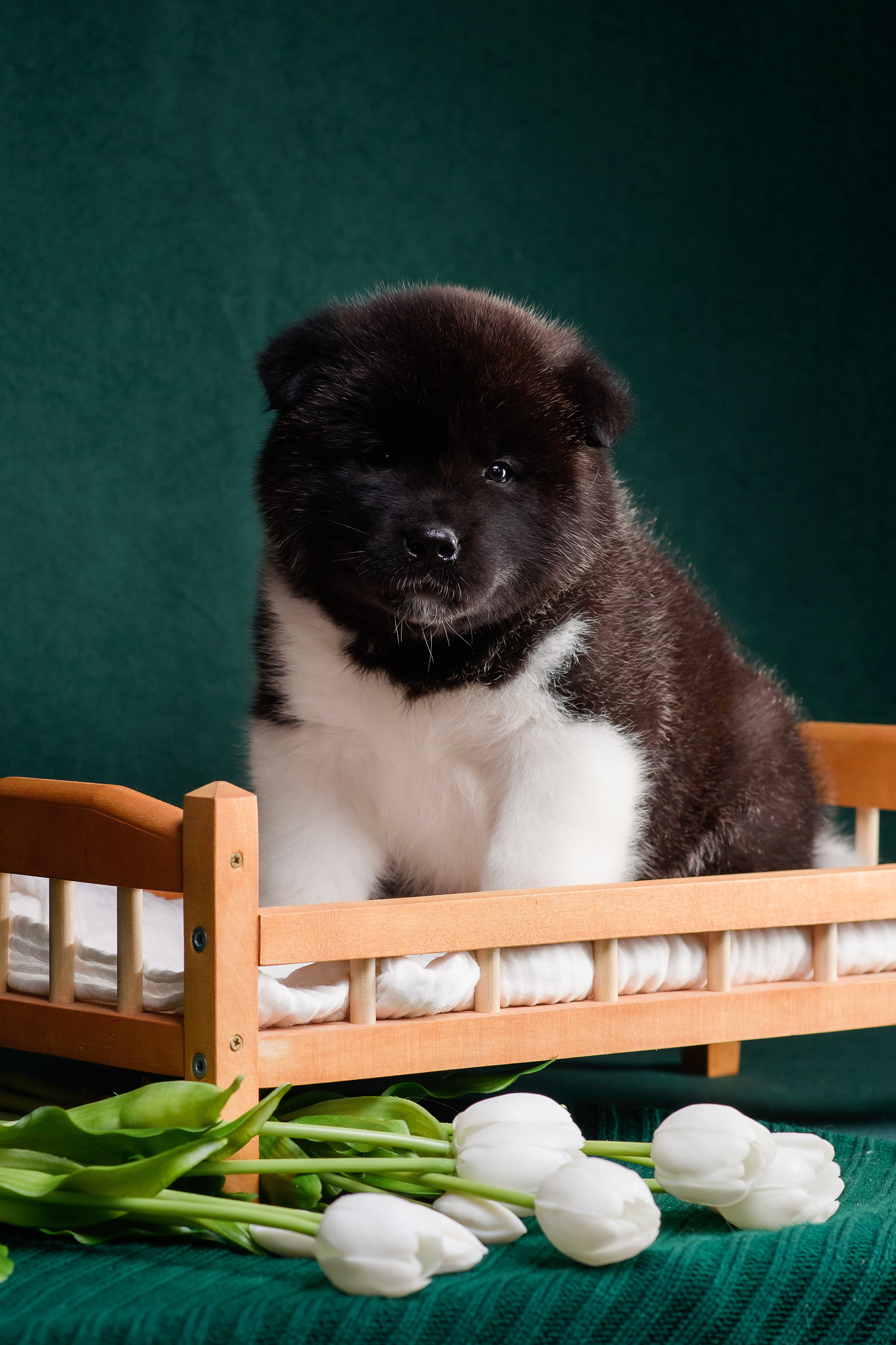 Щенки Американской Акиты. Фотограф — Анималист | Анна Абрамова