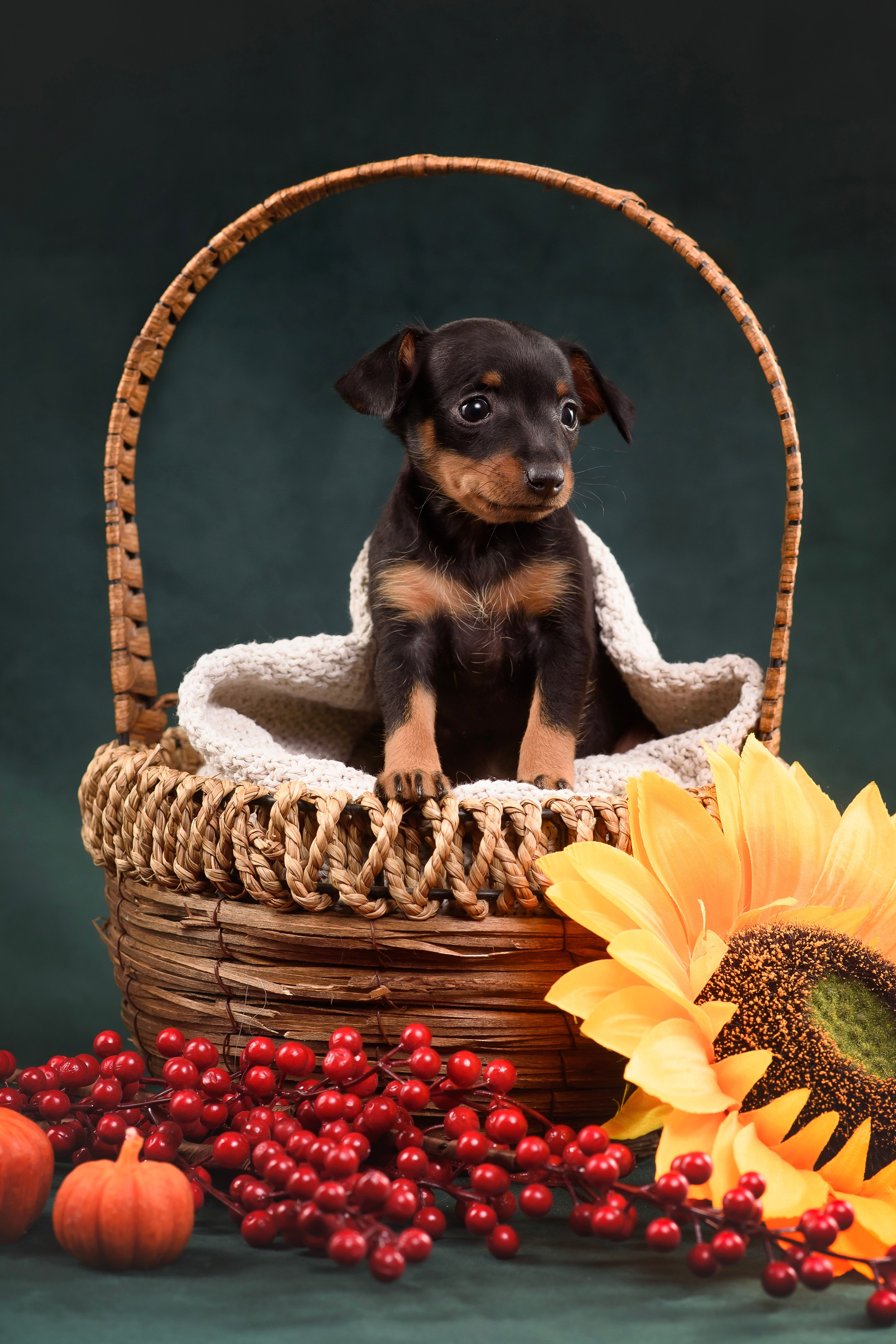 Щенки Пражского крысарика — 19.10.2025. Фотограф — Анималист | Анна Абрамова