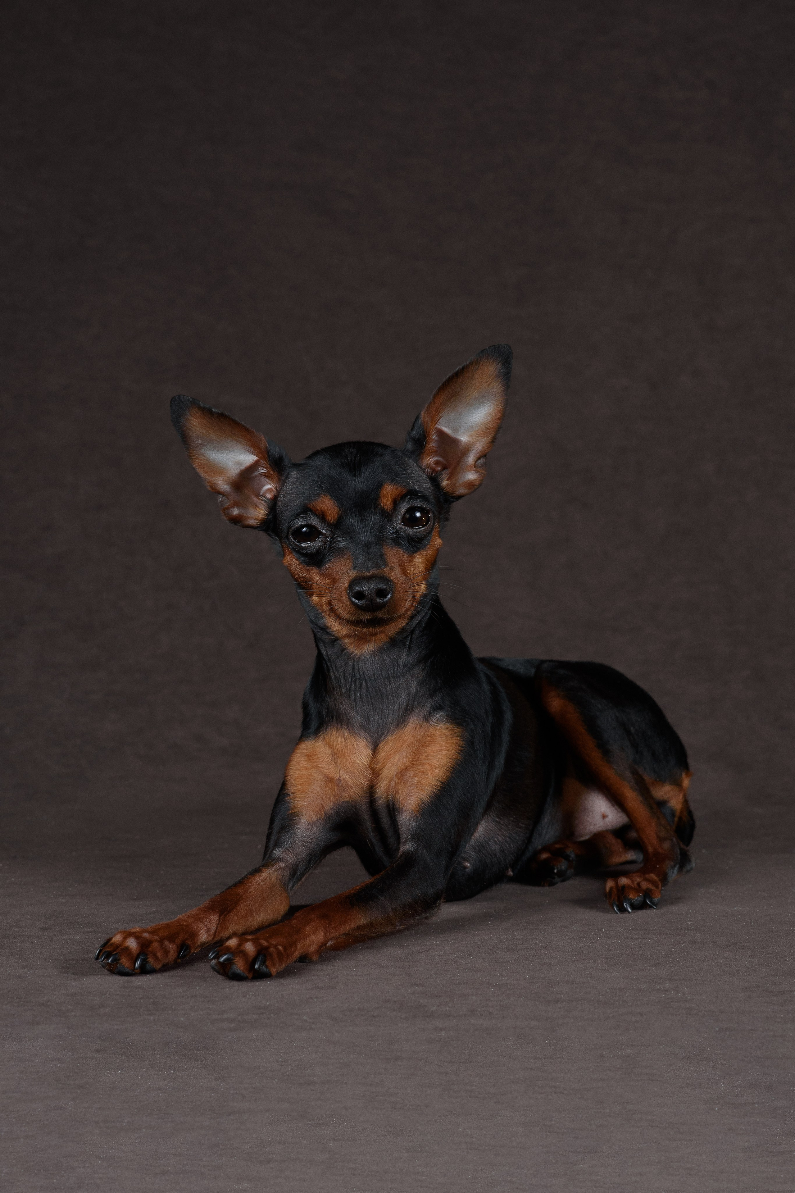 Пражский крысарик Лия — 15.03.2024. Фотограф — Анималист | Анна Абрамова