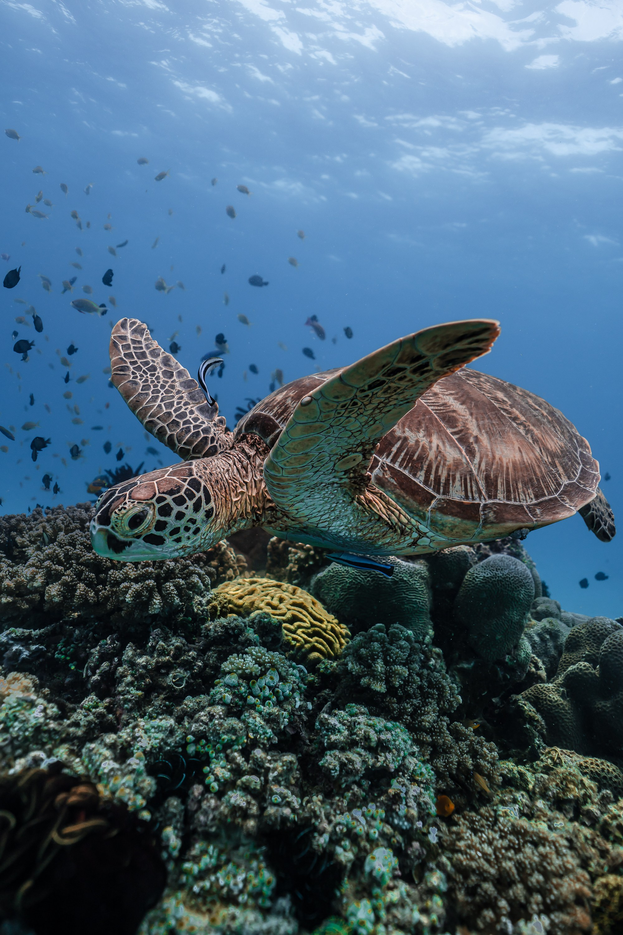 Черепахи. Подводный фотограф на Филиппинах Синицина Дарья