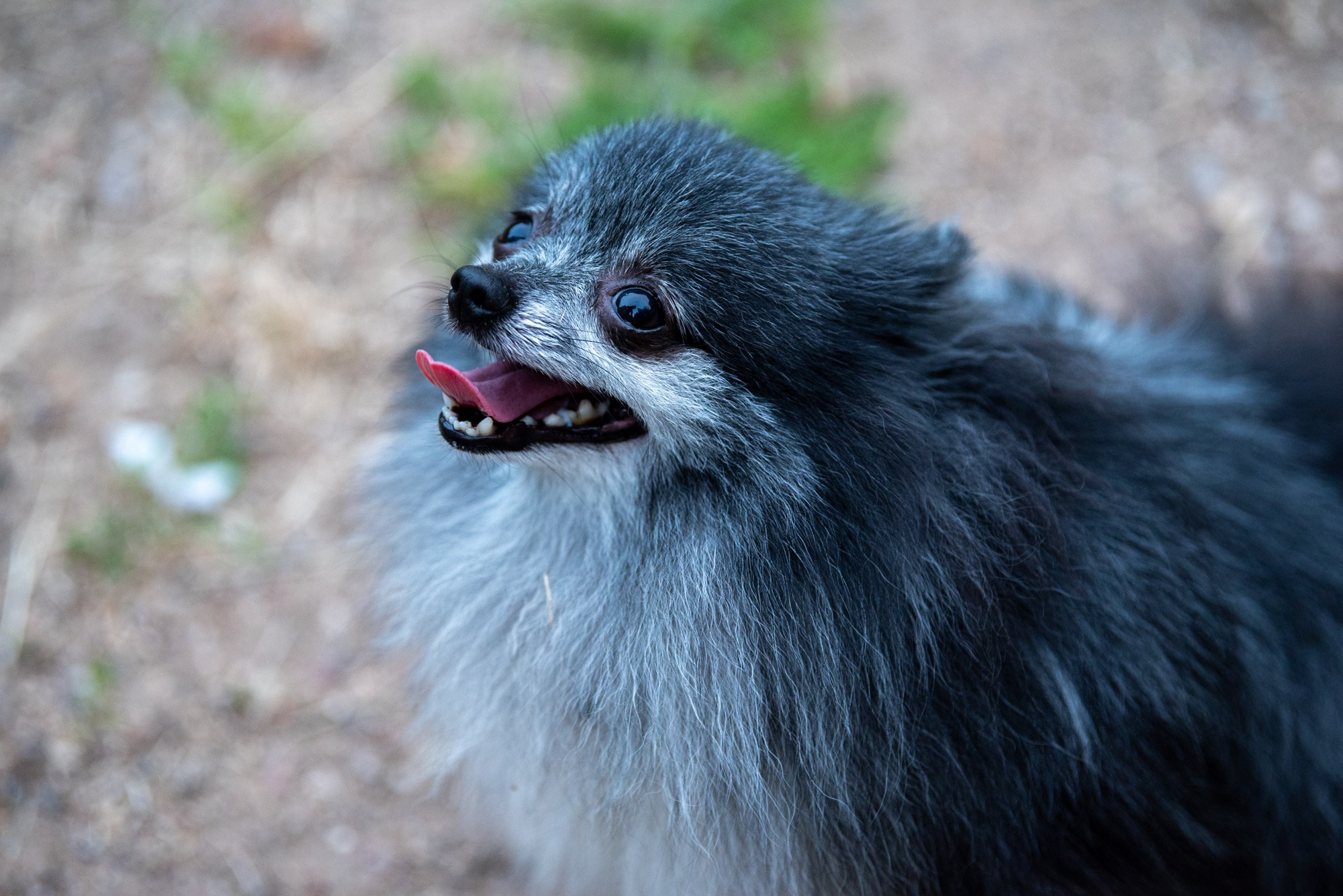 Спасенные шпицы. Фотограф в Москве Виктория Назаренко