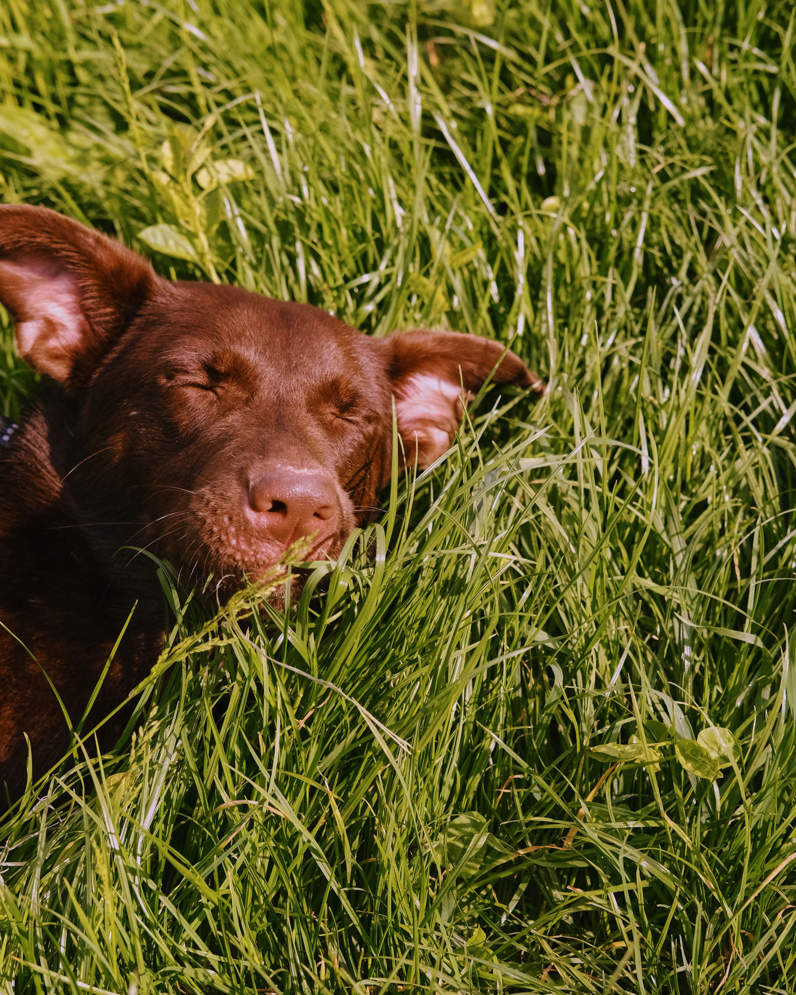 Animals. Sasha Shu — retoucher and photographer