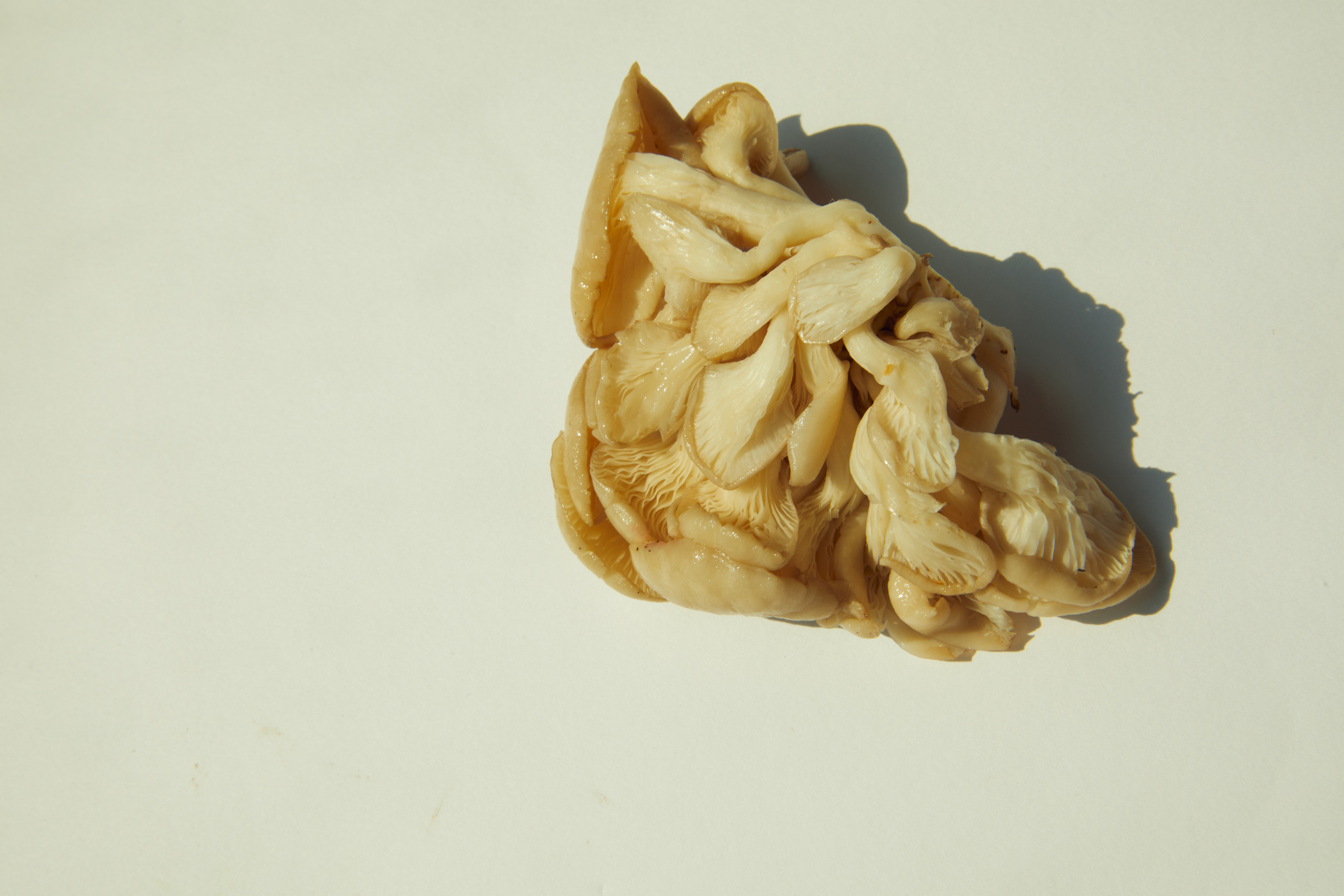 грибы, предметная фотография, предметный фотограф, арт фотография, арт фотограф, subject photoshoot, subject photographer, art photo, photographer canada,  photographer vancouver, mushrooms, art photo, photographer vogue, art mushrooms, best photo, best photographer canada, commercial photographer, photographer bangkok, photographer thailand, women photography, women photo, women photographer canada, best women photographer vancouver, лучшие фотографы, лучший фотограф, красивые фотогнрафии, коммерческий фотограф, предметная фотография, фотограф бангкок, фотограф таиланд, фотографы мира, фотограф паттайя, фотграф сейшелы, семейный фотограф паттайя, family photographer pattaya, family photographer bangkok, family photographer vancouver