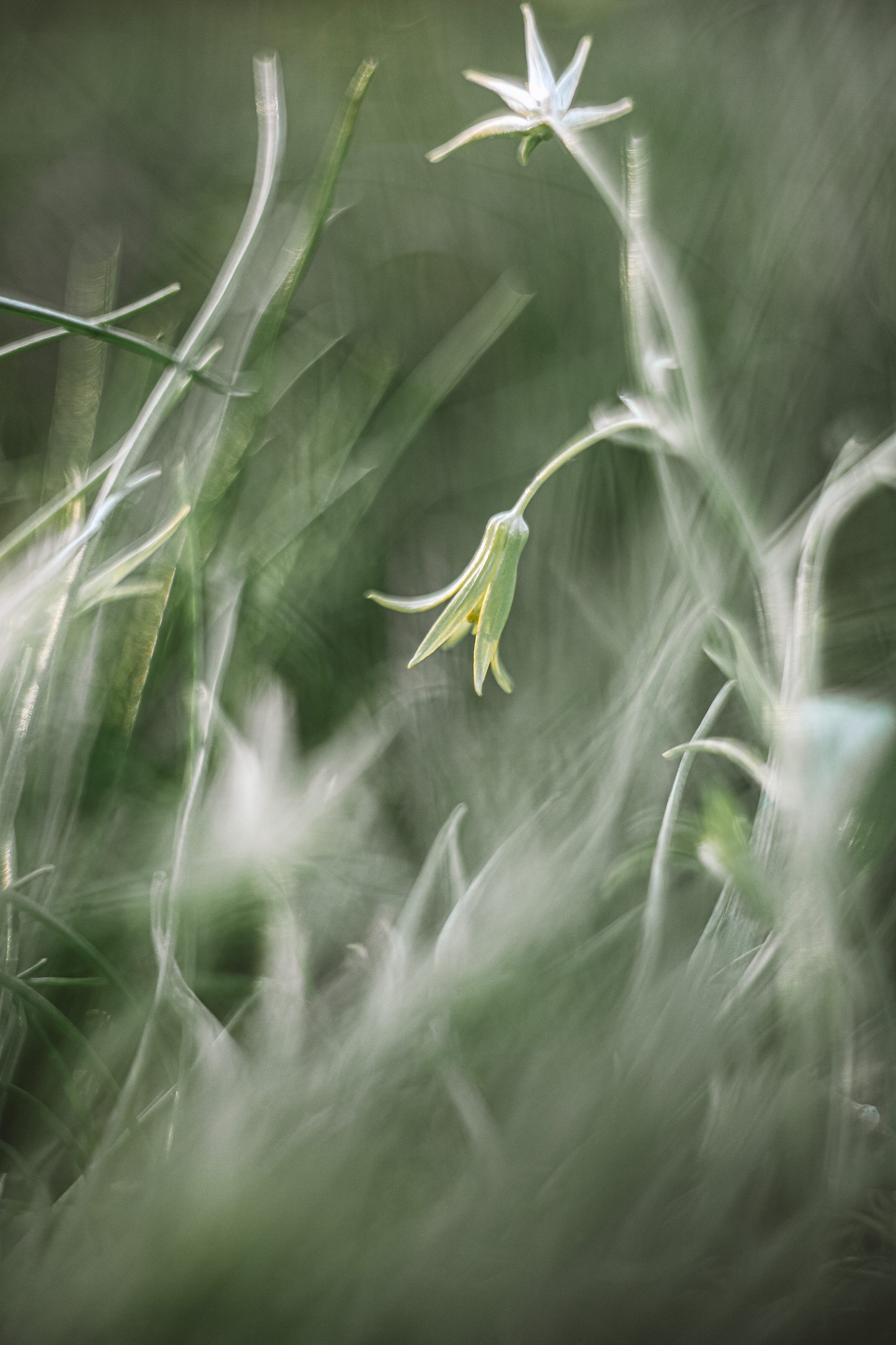 Цветы. Фотограф Ольга Мурзина