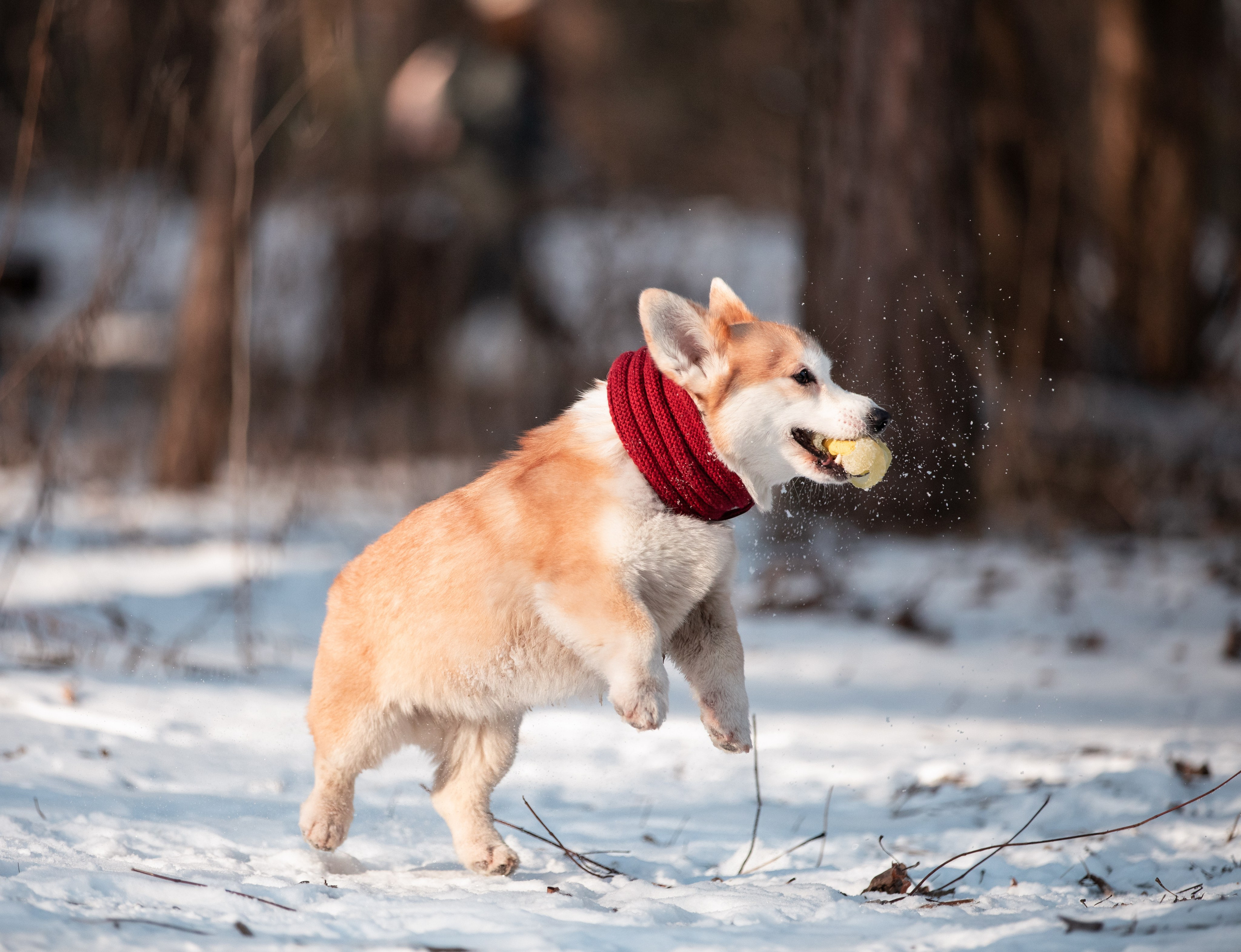 Даша и Дживс. Фотограф-анималист Смирнова Клеопатра|Москва