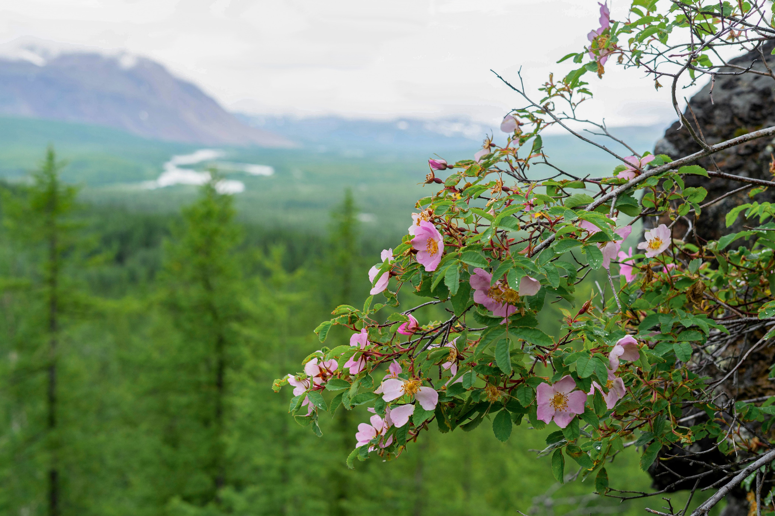 Лето в тундре. Фотограф Екатерина Зорина