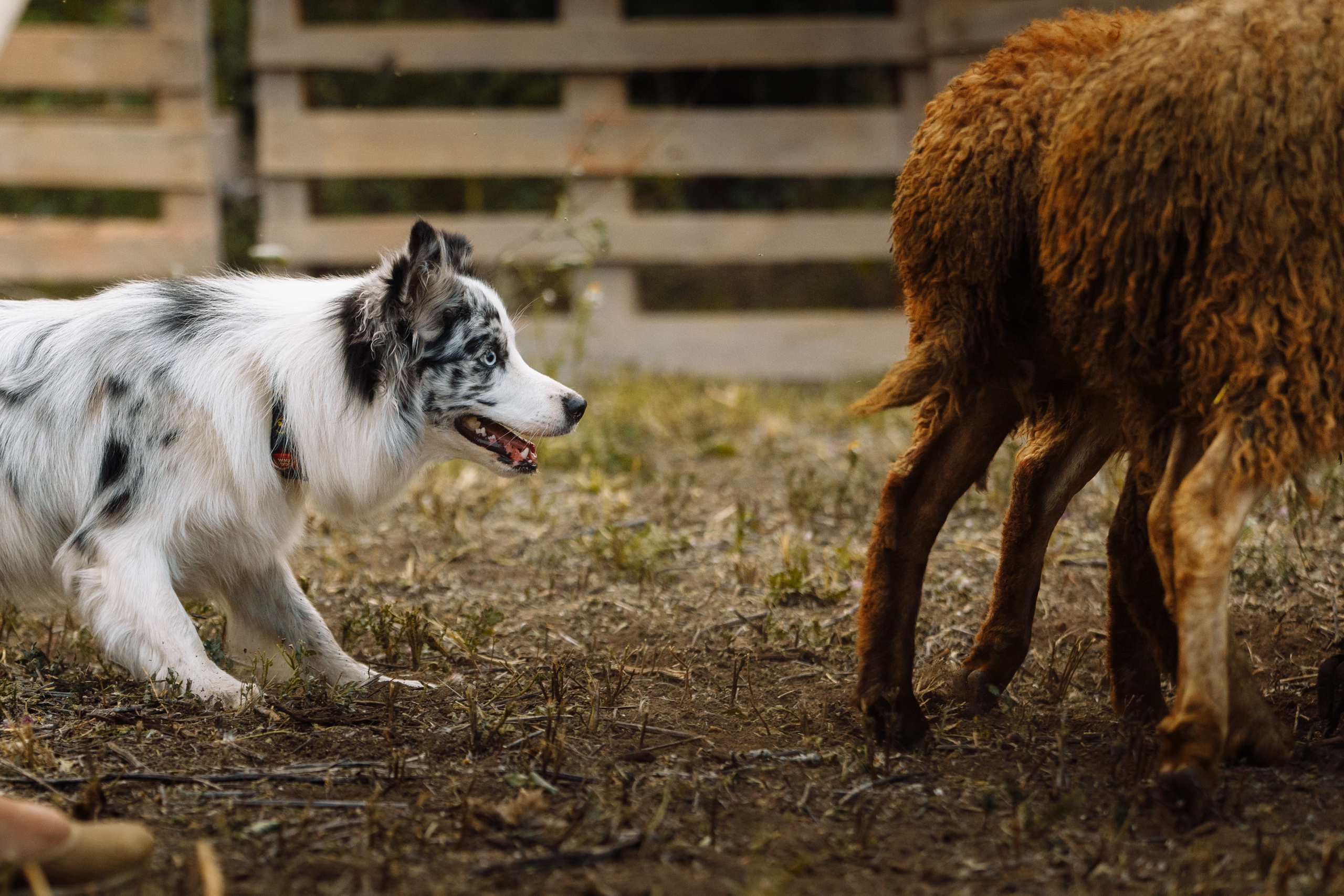 Овечий день. О нас
