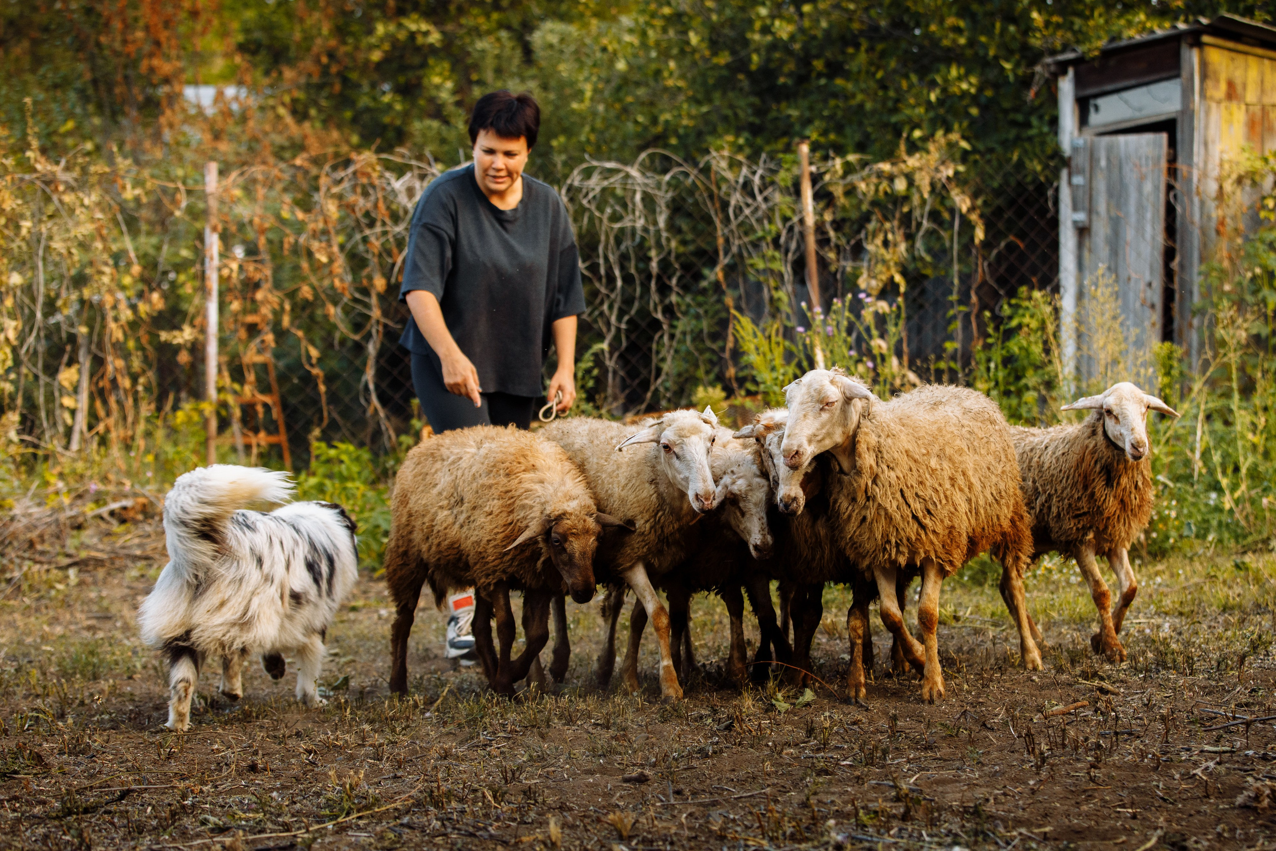 Овечий день. О нас