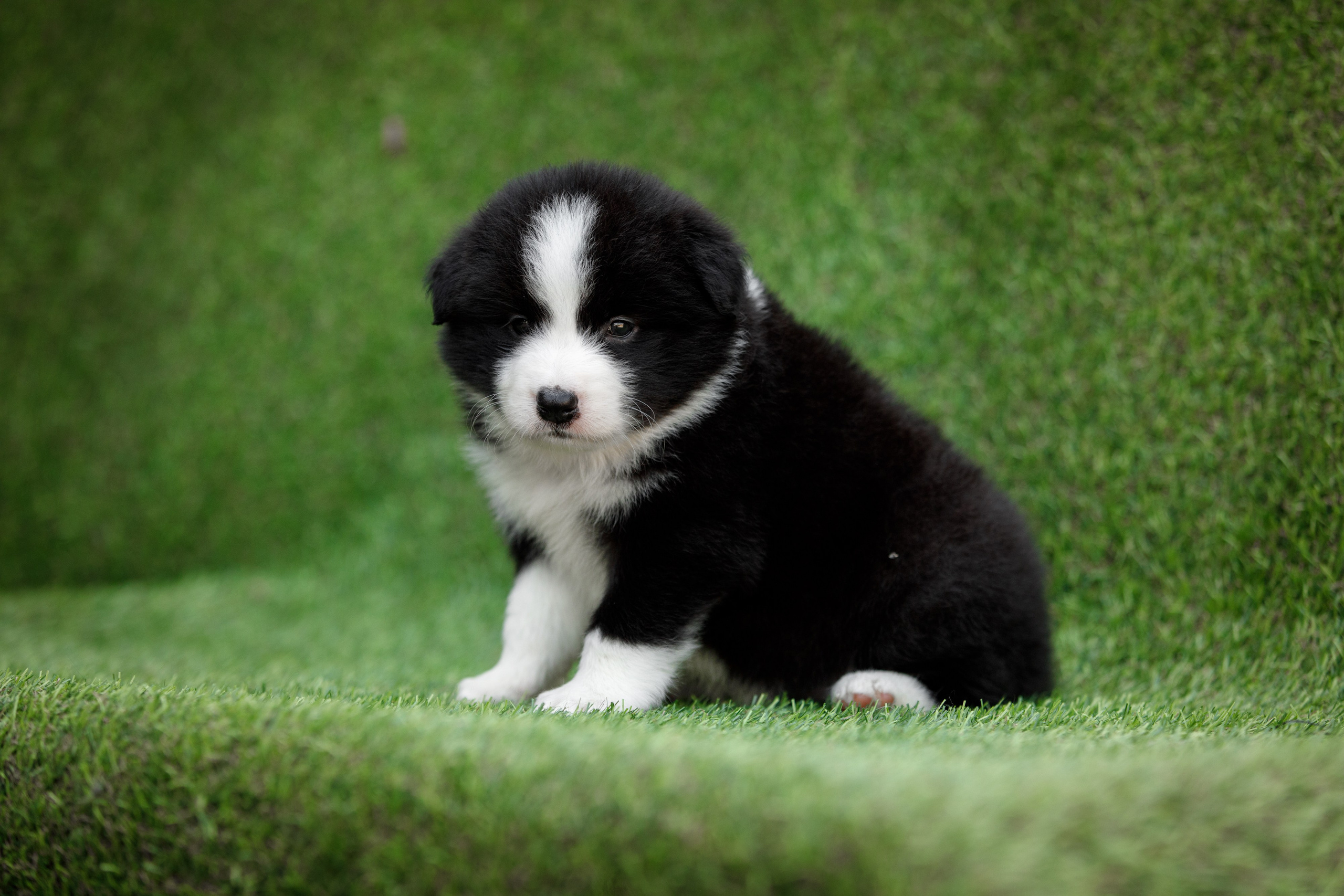 Смешарики. О нас