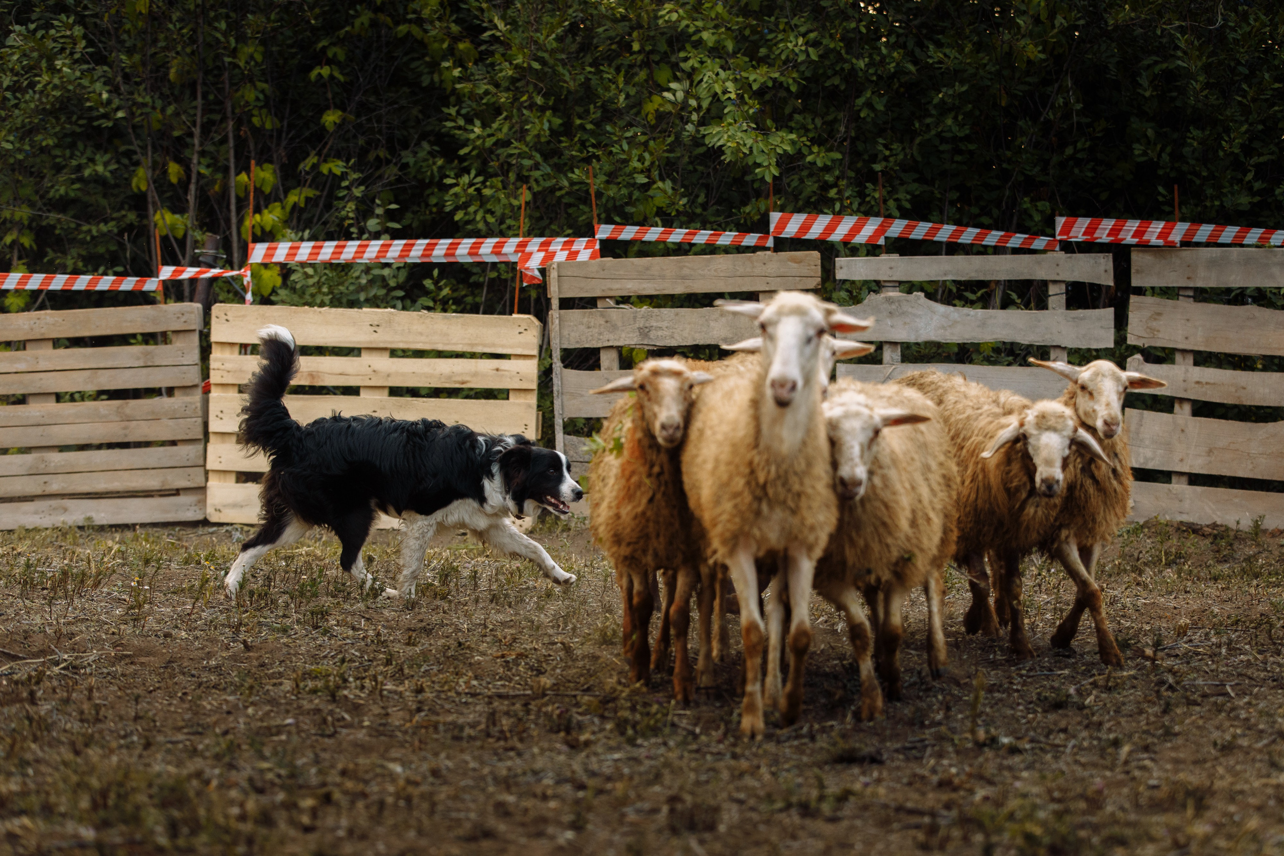 Овечий день. О нас