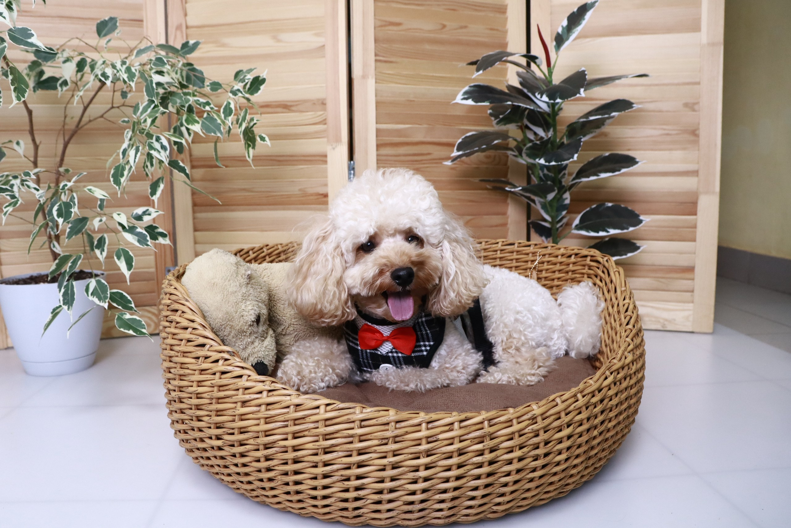 Съемка ЖИВОТНЫХ. VSolo — ваш EVENT фотограф