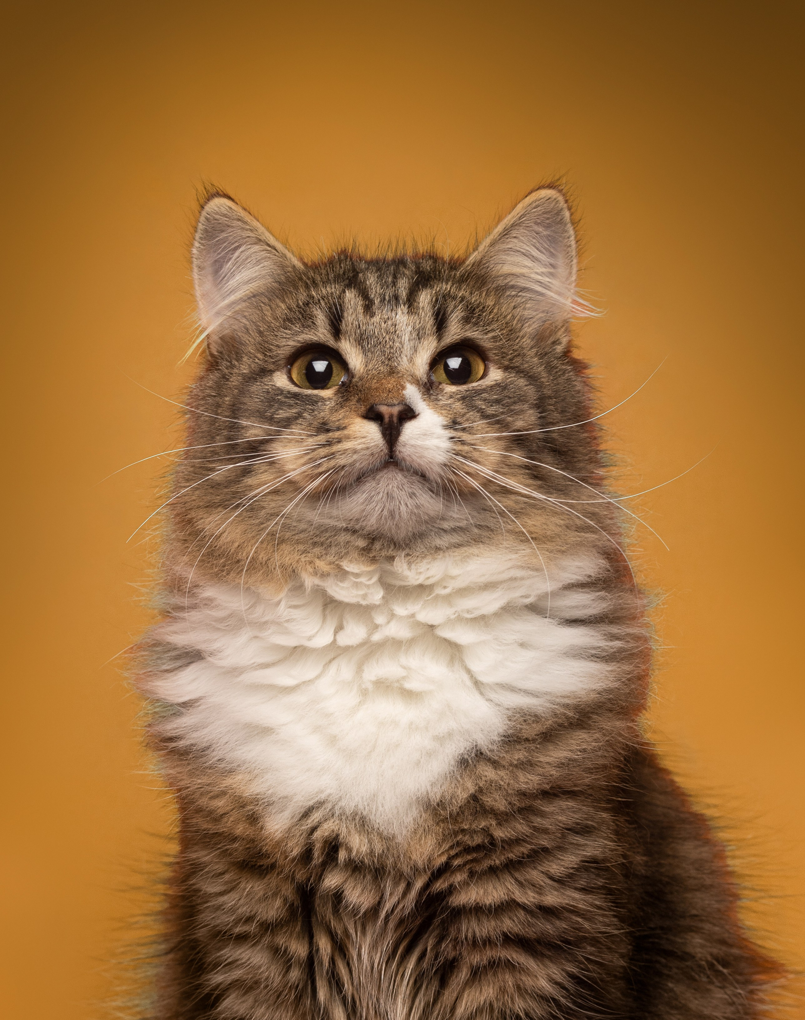 Коты. Фотограф Демид Никитин. г. Дубна, Москва