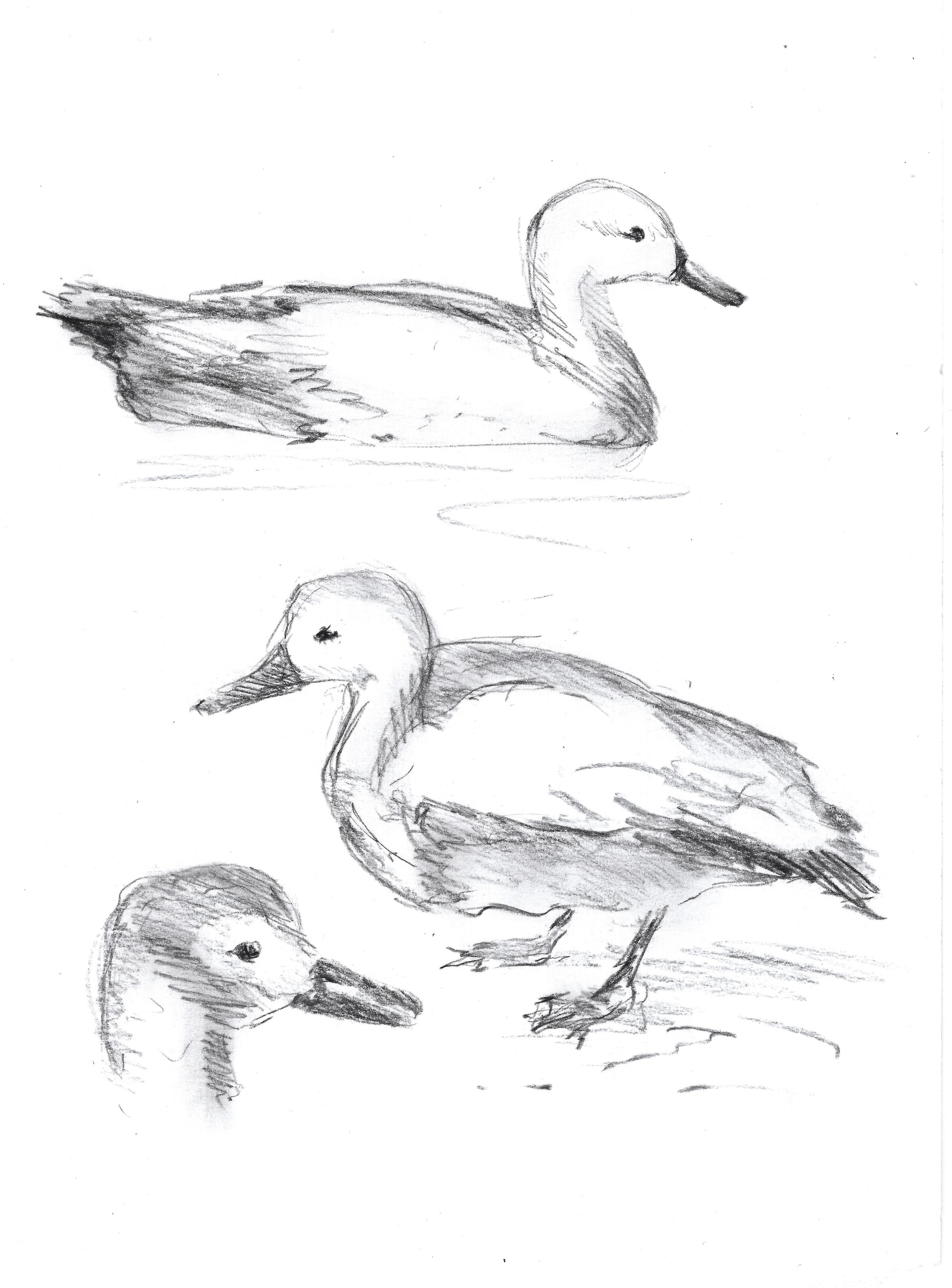 Зарисовки уточек из Московского зоопарка, уголь, 2005
