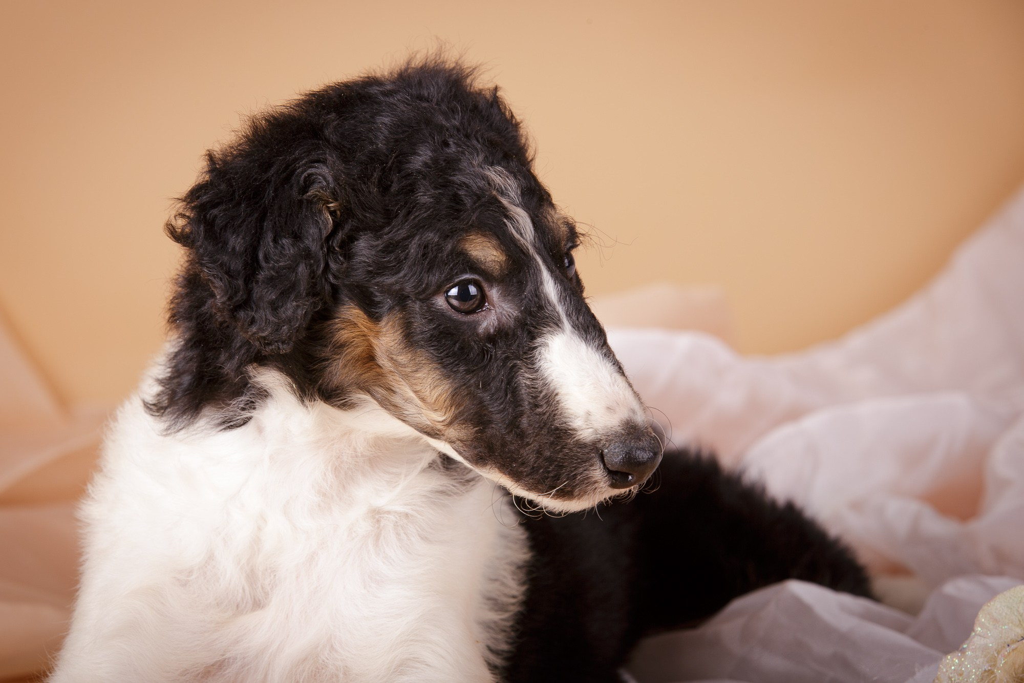 Фотосъёмки щенков. Фотограф-анималист Natalia Deingel | Фотосъемка собак в Москве