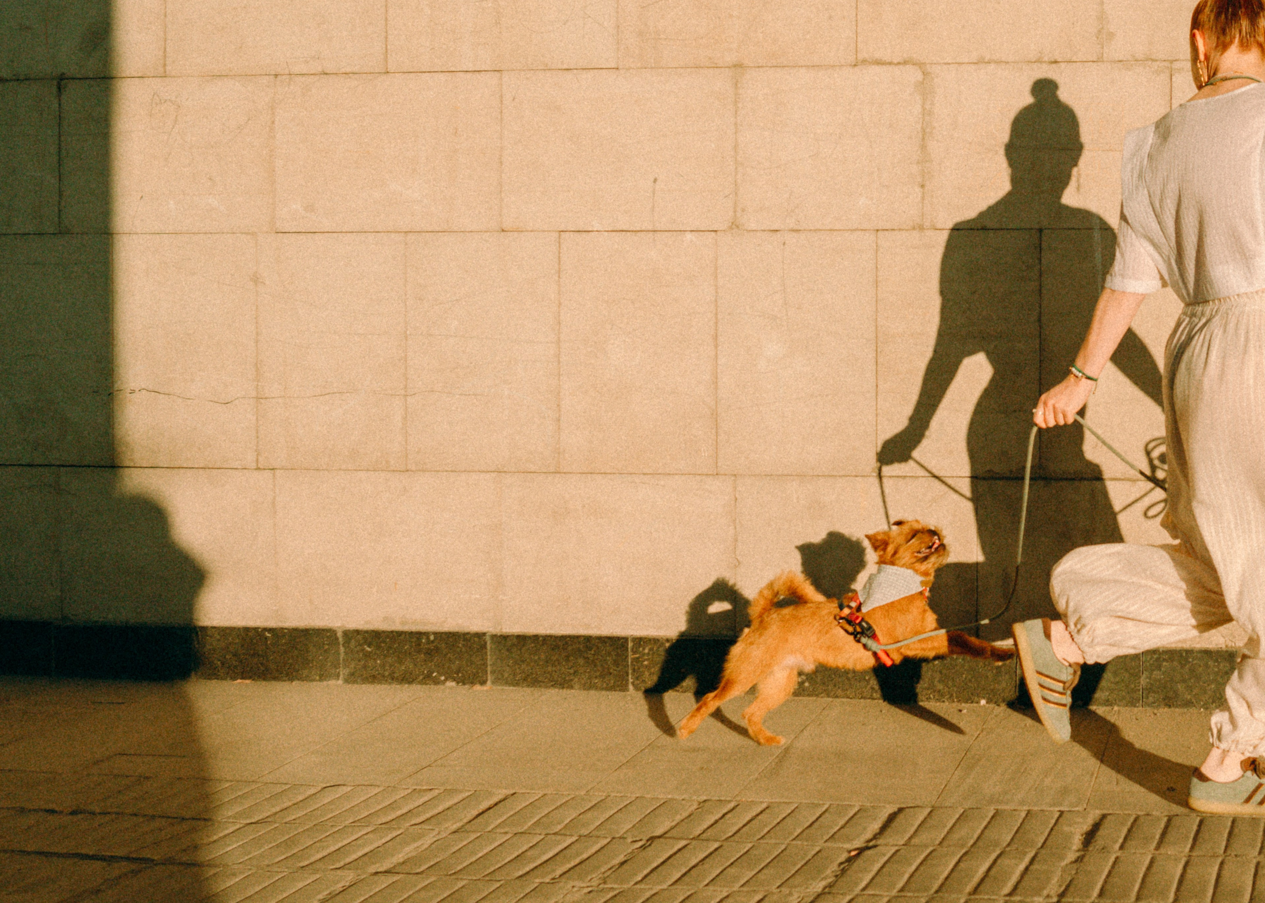 Лена и Альфи. Фотограф-анималист Ксения Воробьева, Москва