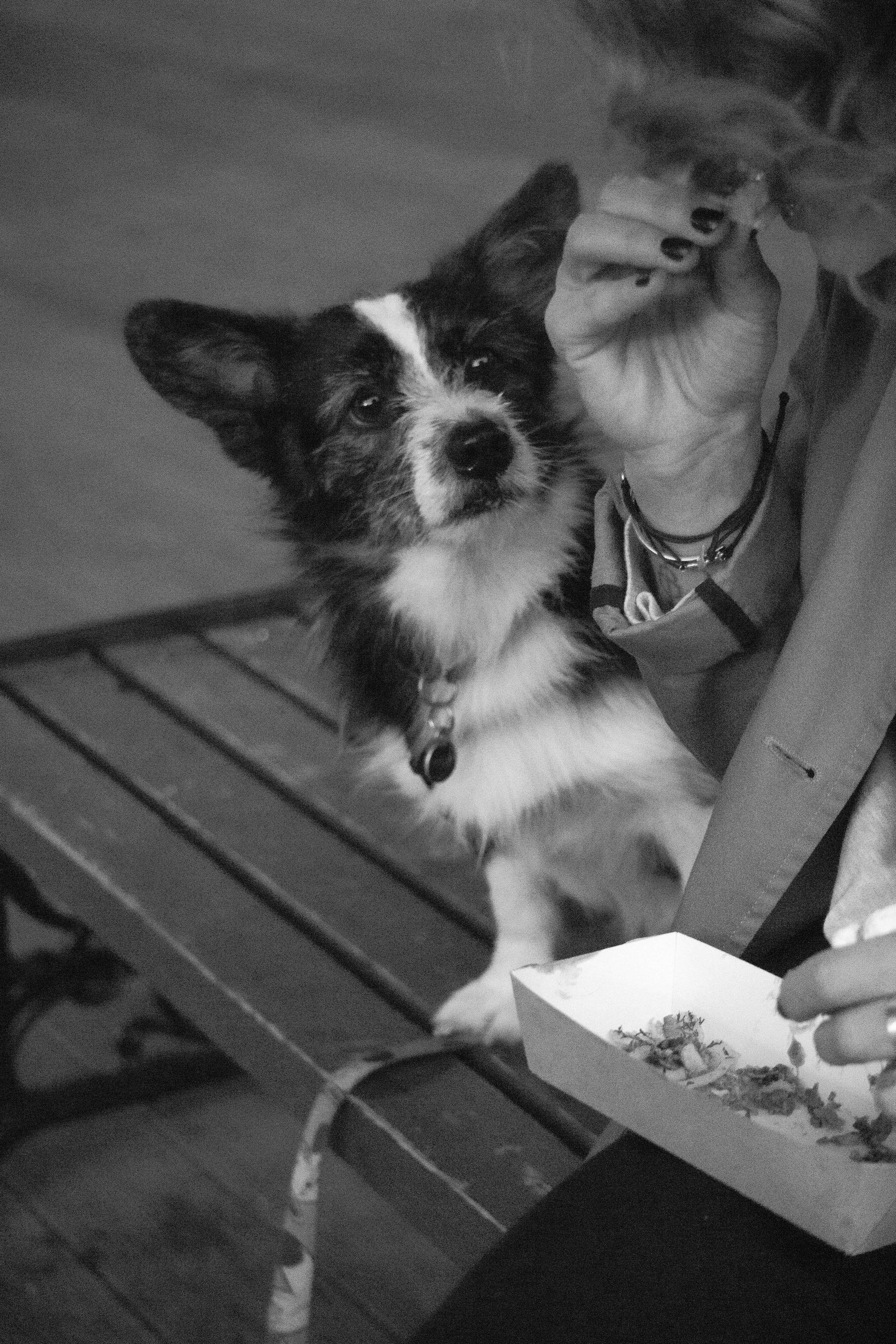 Даша и Тюбик. Фотограф-анималист Ксения Воробьева, Москва