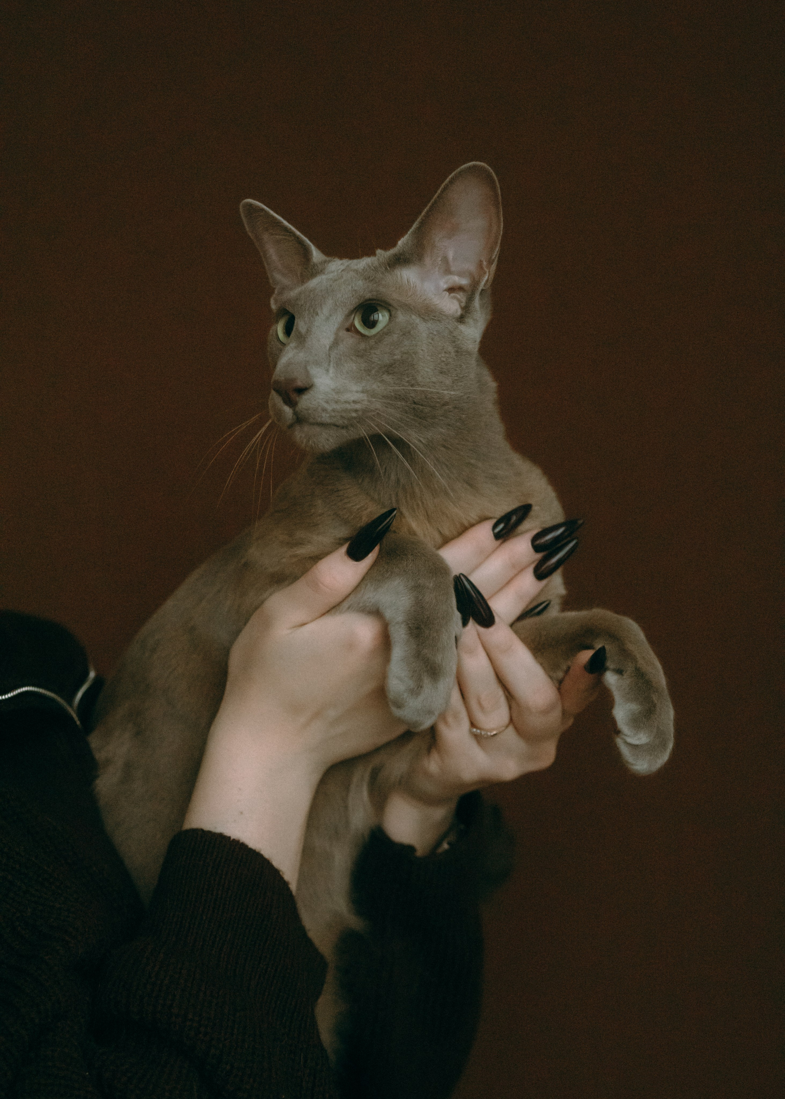 Амина, Булат и Орион. Фотограф-анималист Ксения Воробьева, Москва