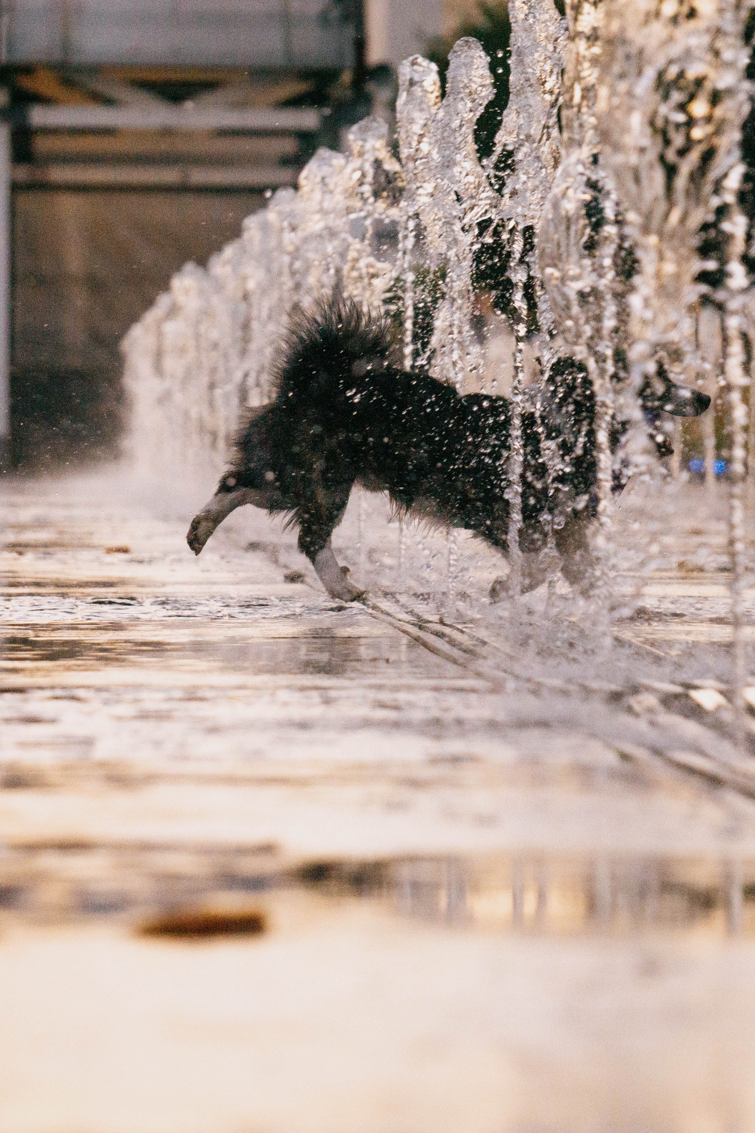 Даша и Тюбик. Фотограф-анималист Ксения Воробьева, Москва