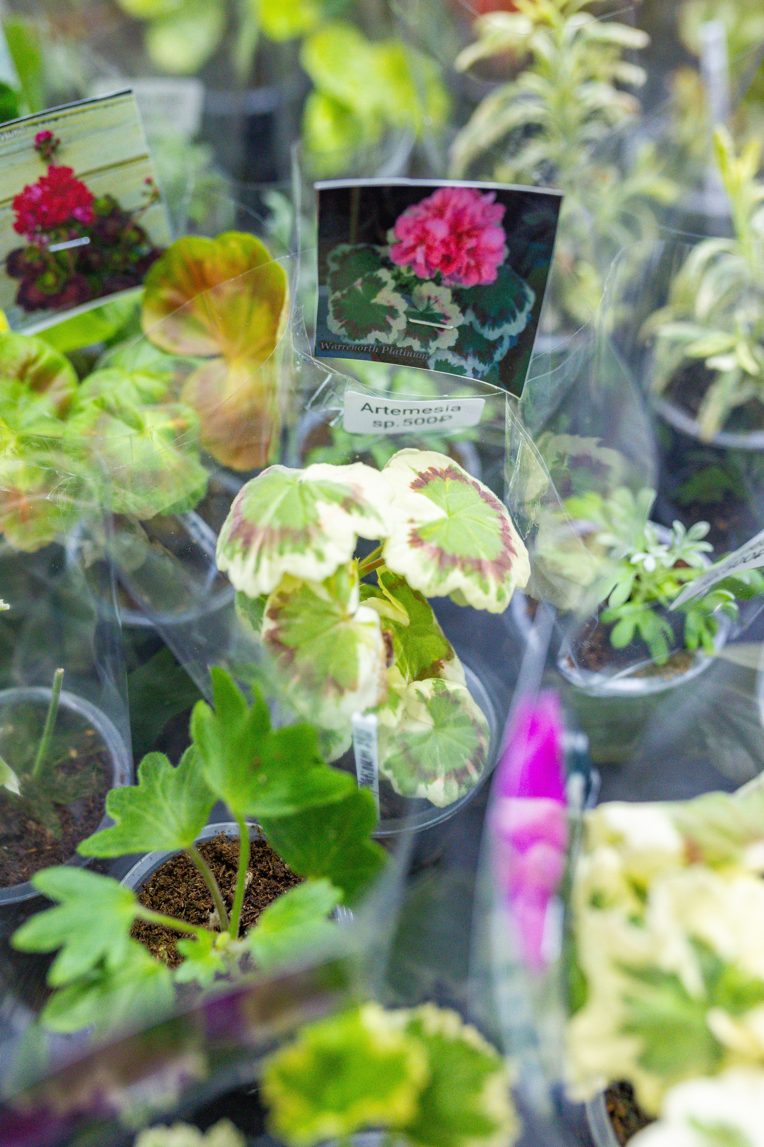 Орхидиум 12.2025. Александра Куликова фотограф, Москва