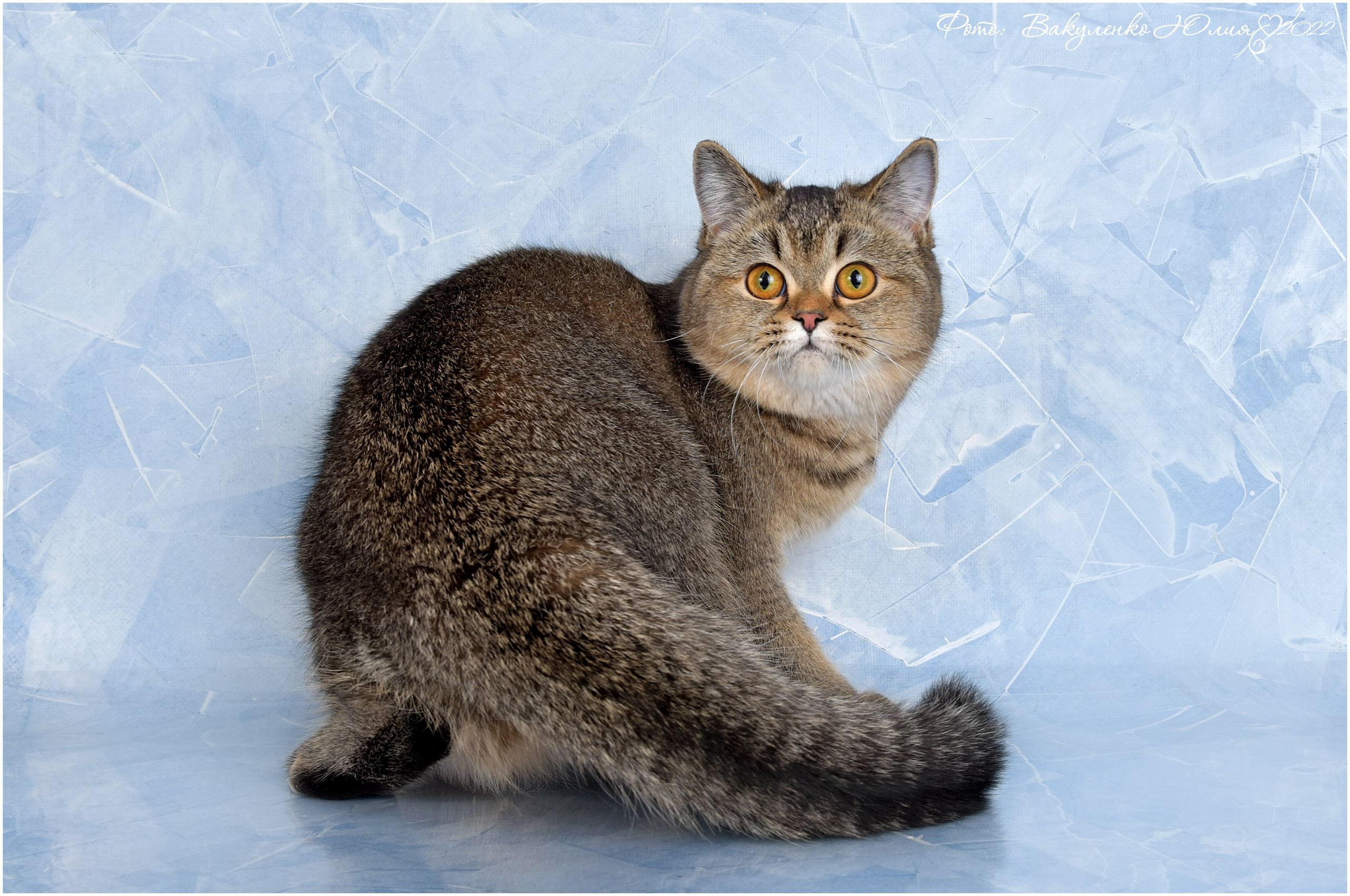 Взрослые. Фотограф анималист | семейный Юлия Вакуленко, г. Краснодар