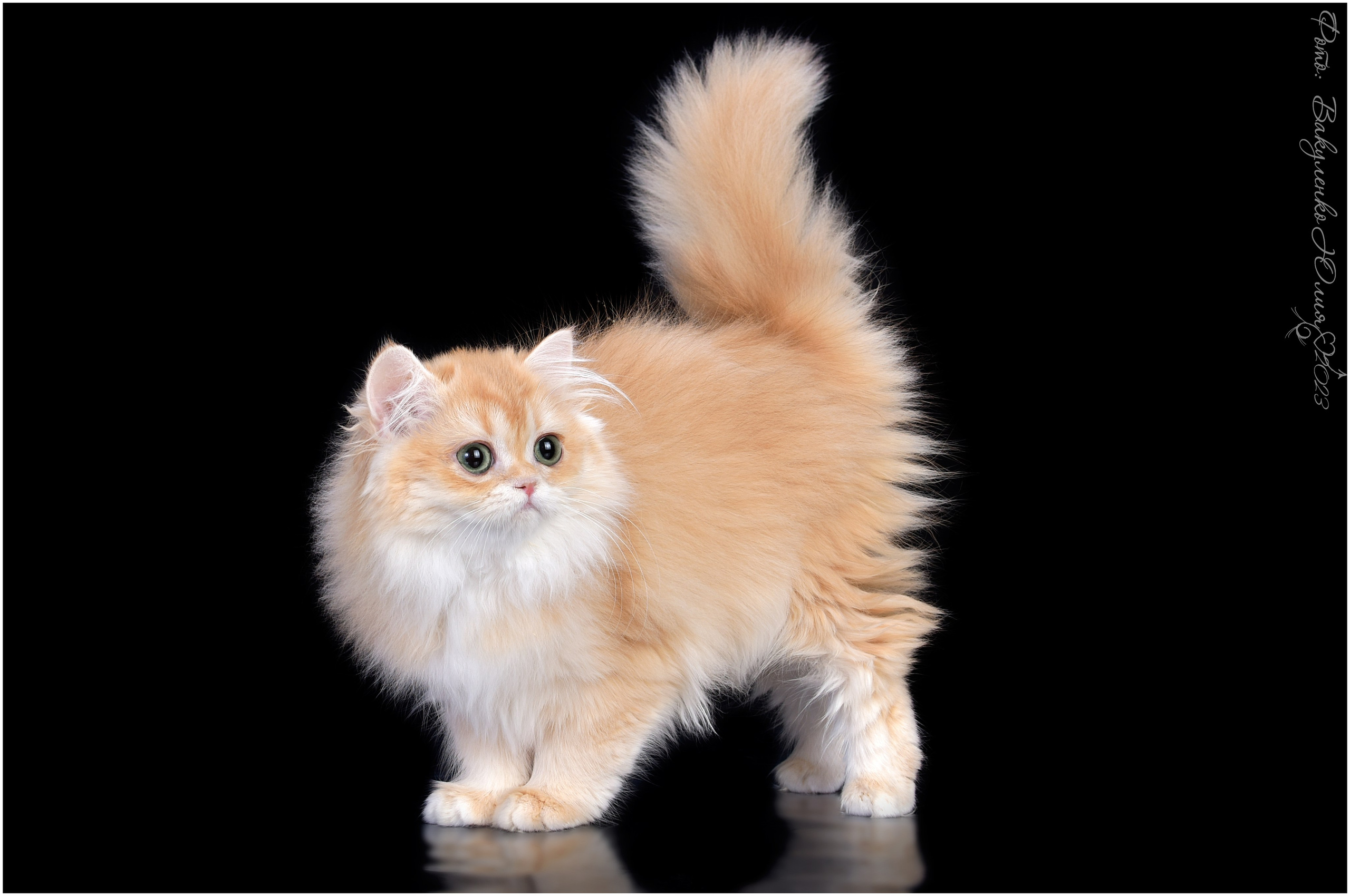 Котята. Фотограф анималист | семейный Юлия Вакуленко, г. Краснодар