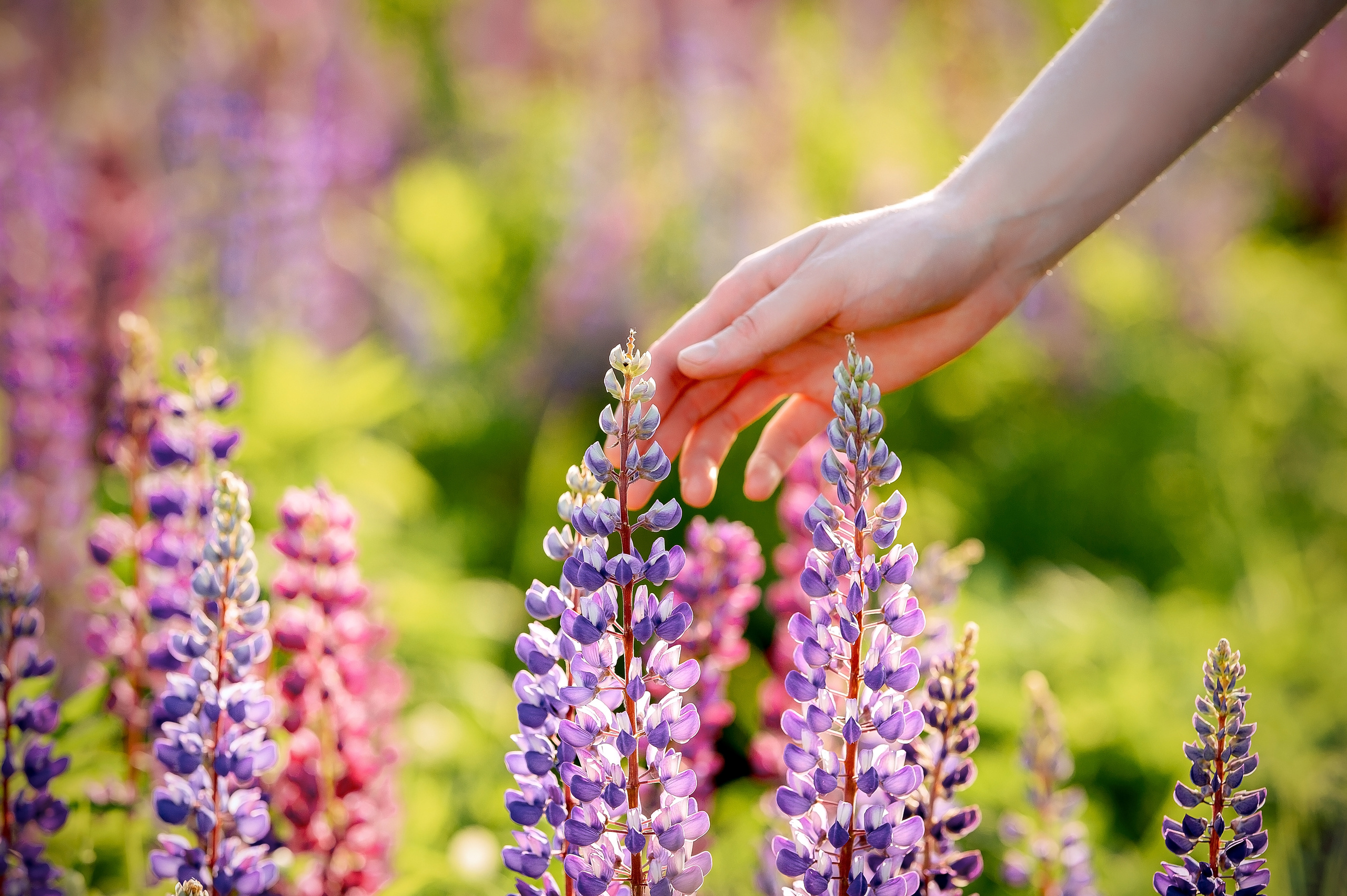 Фотосессия в люпиновом поле в Щелково. Свадебный и семейный фотограф Виктория Носачёва. Щелково, Москва и МО