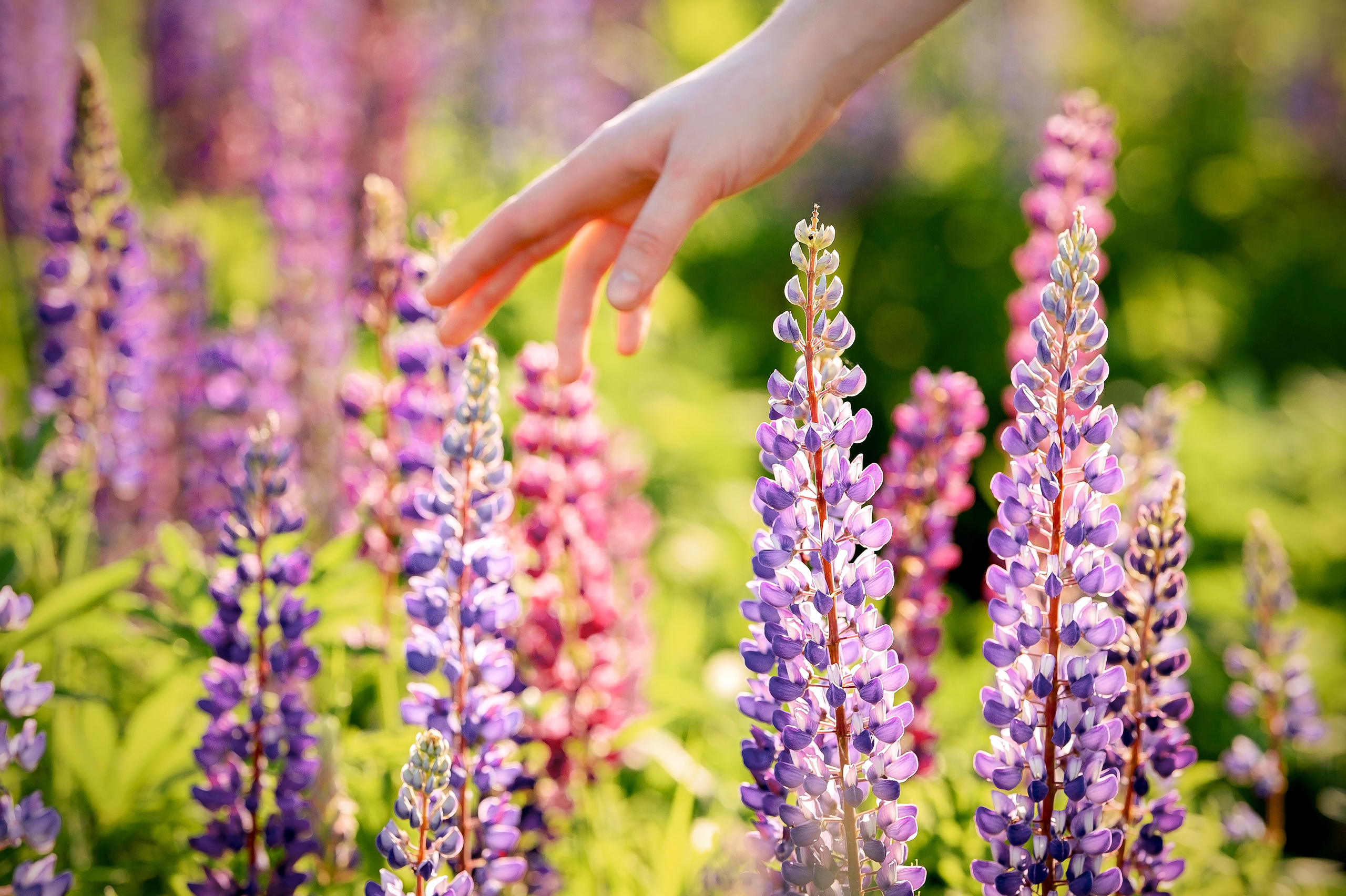 Фотосессия в люпиновом поле в Щелково. Свадебный и семейный фотограф Виктория Носачёва. Щелково, Москва и МО