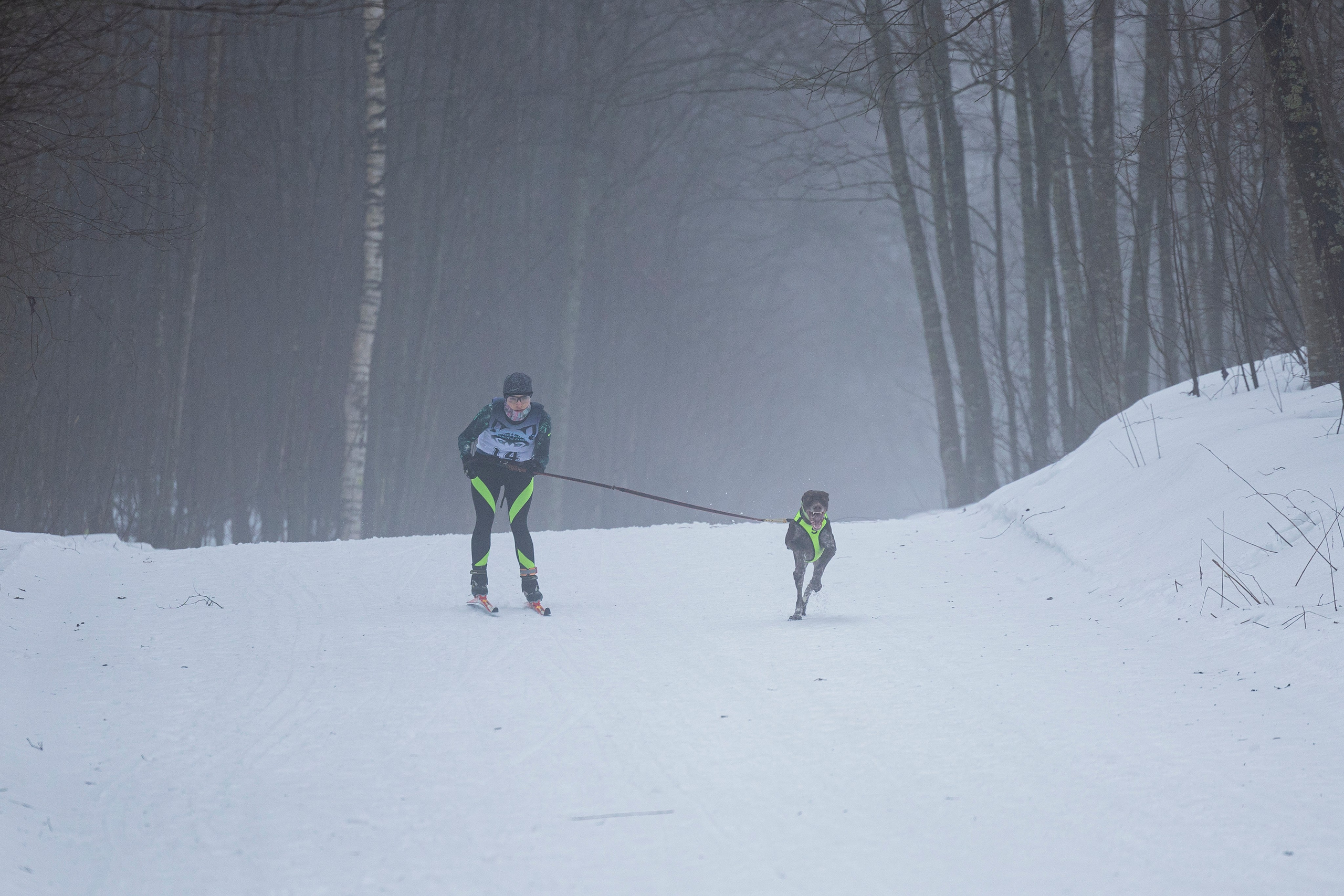 Зимний Чемпионат Санкт-Петербурга по ездовому спорту. Фотограф-анималист Анна Маринич