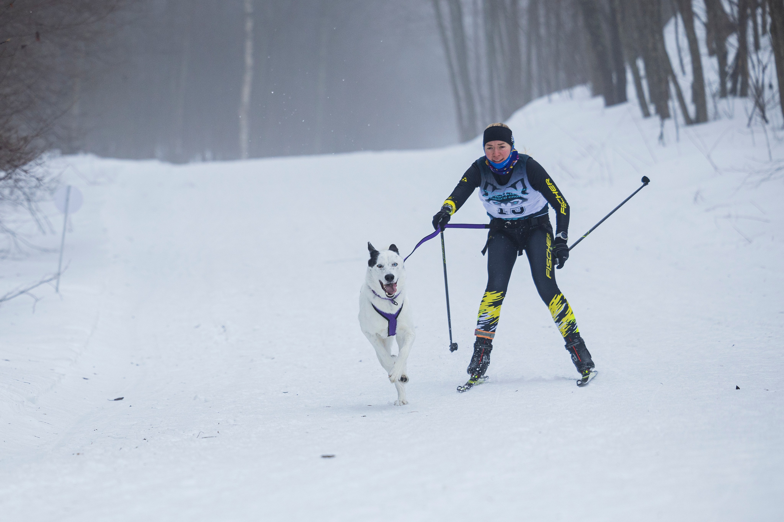 Зимний Чемпионат Санкт-Петербурга по ездовому спорту. Фотограф-анималист Анна Маринич