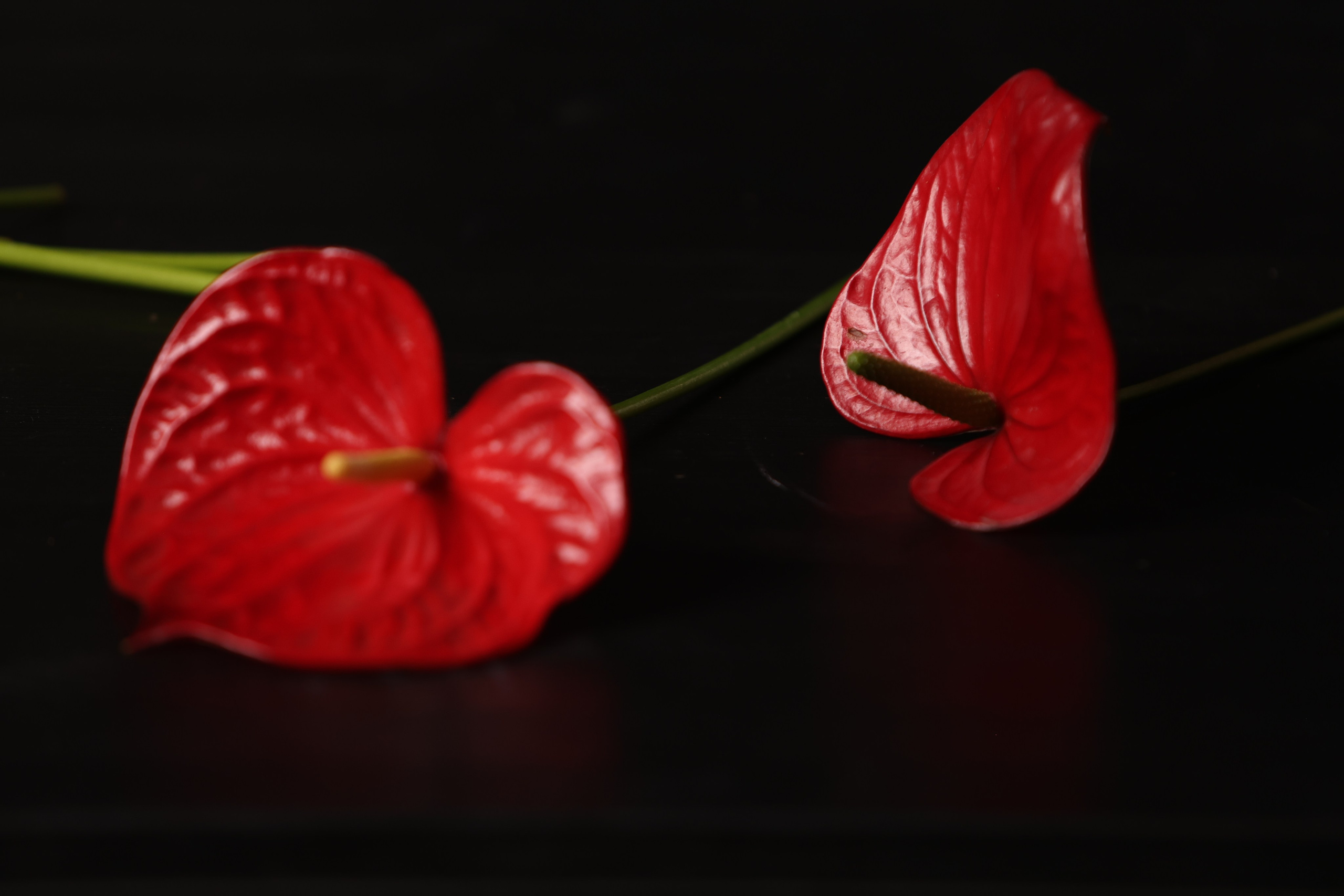 Цветы. Яна Чхан — Фотограф в Донецке и не только