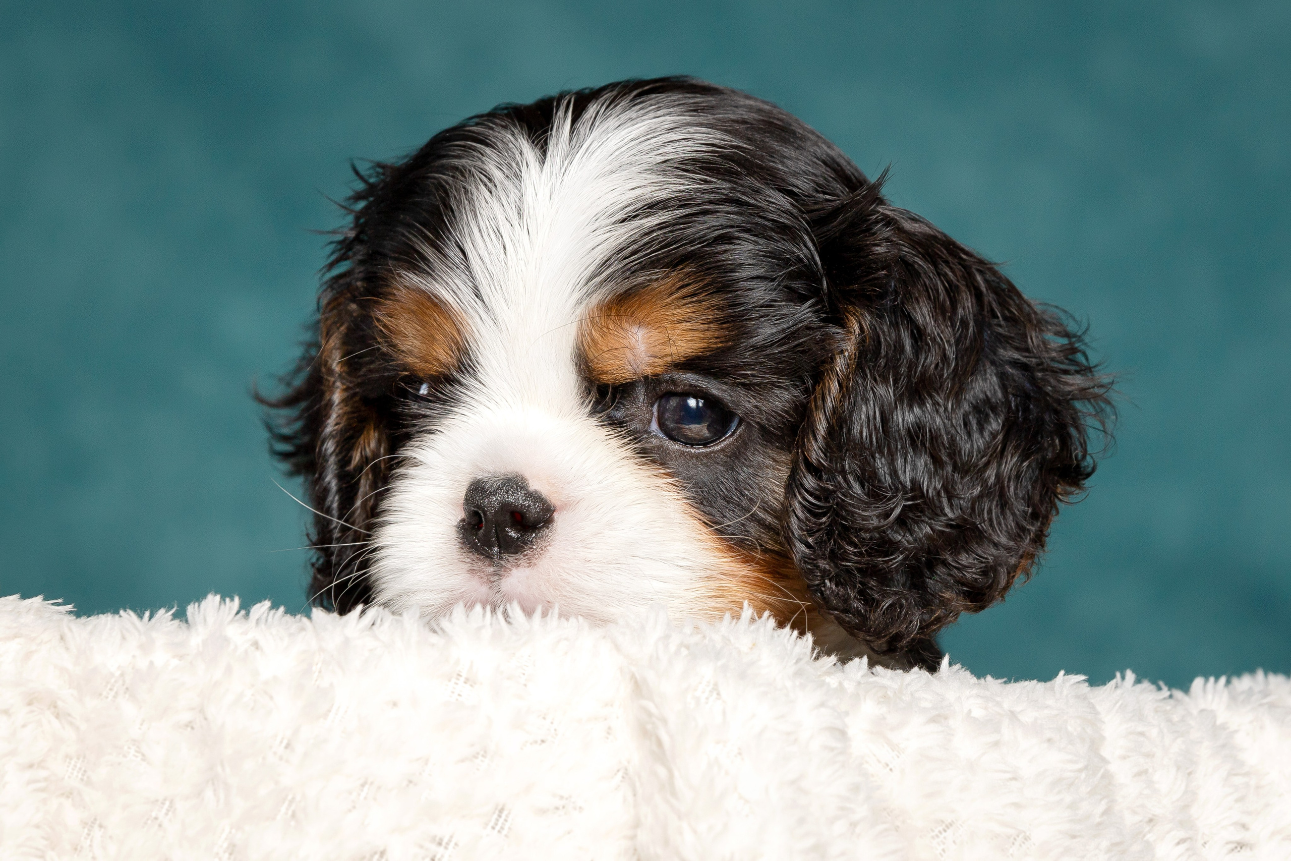 Кавалер Кинг Чарльз спаниель. Юлия Микульская. Рыбинск