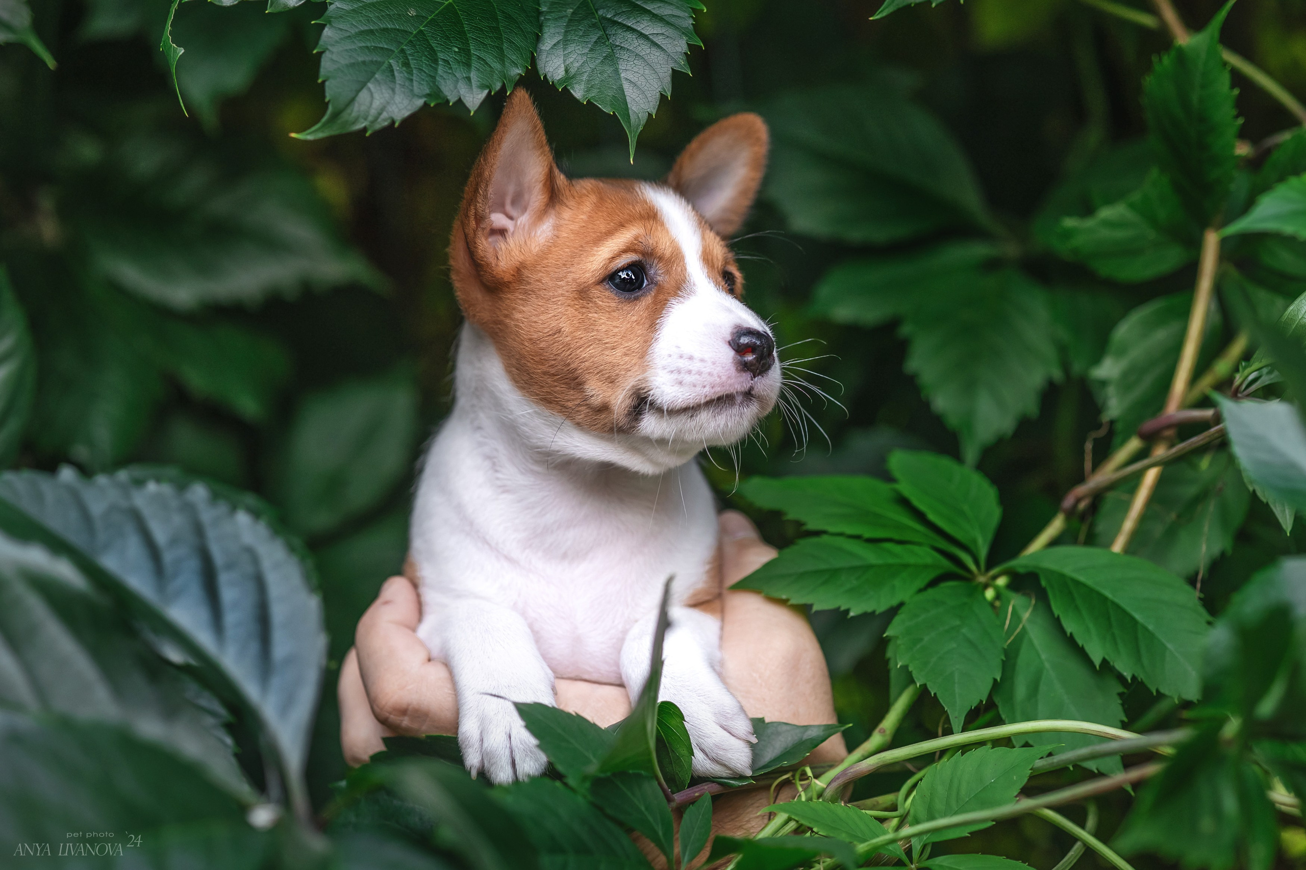 Басенджи. Фотограф анималист Аня Ливанова | Рыбинск