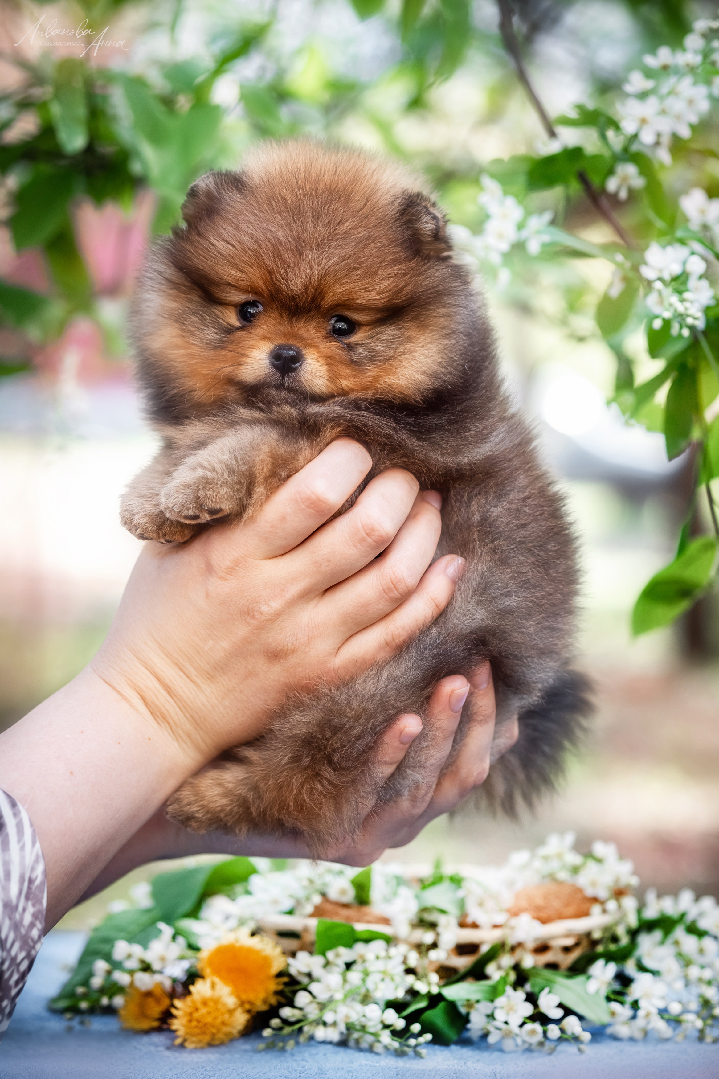 Шпицы. Фотограф анималист Аня Ливанова | Рыбинск