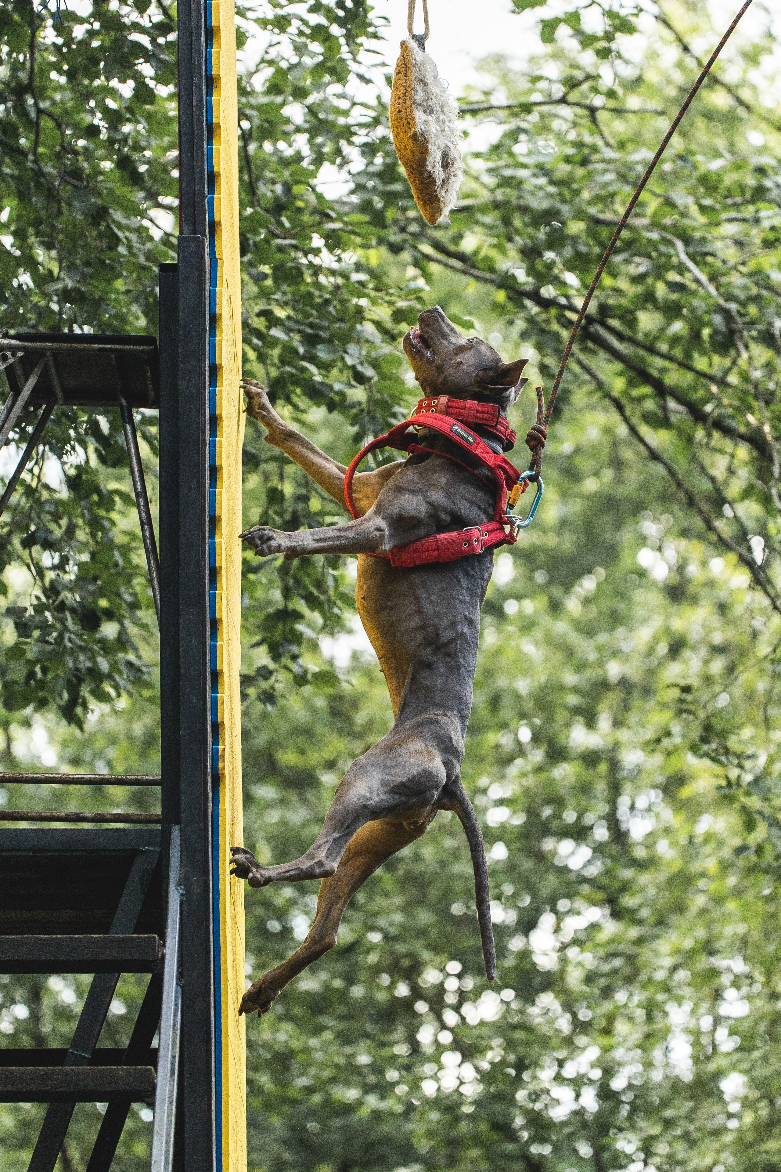 Питстафф-многоборье. Фотограф для людей и их питомцев Вика Шальнева