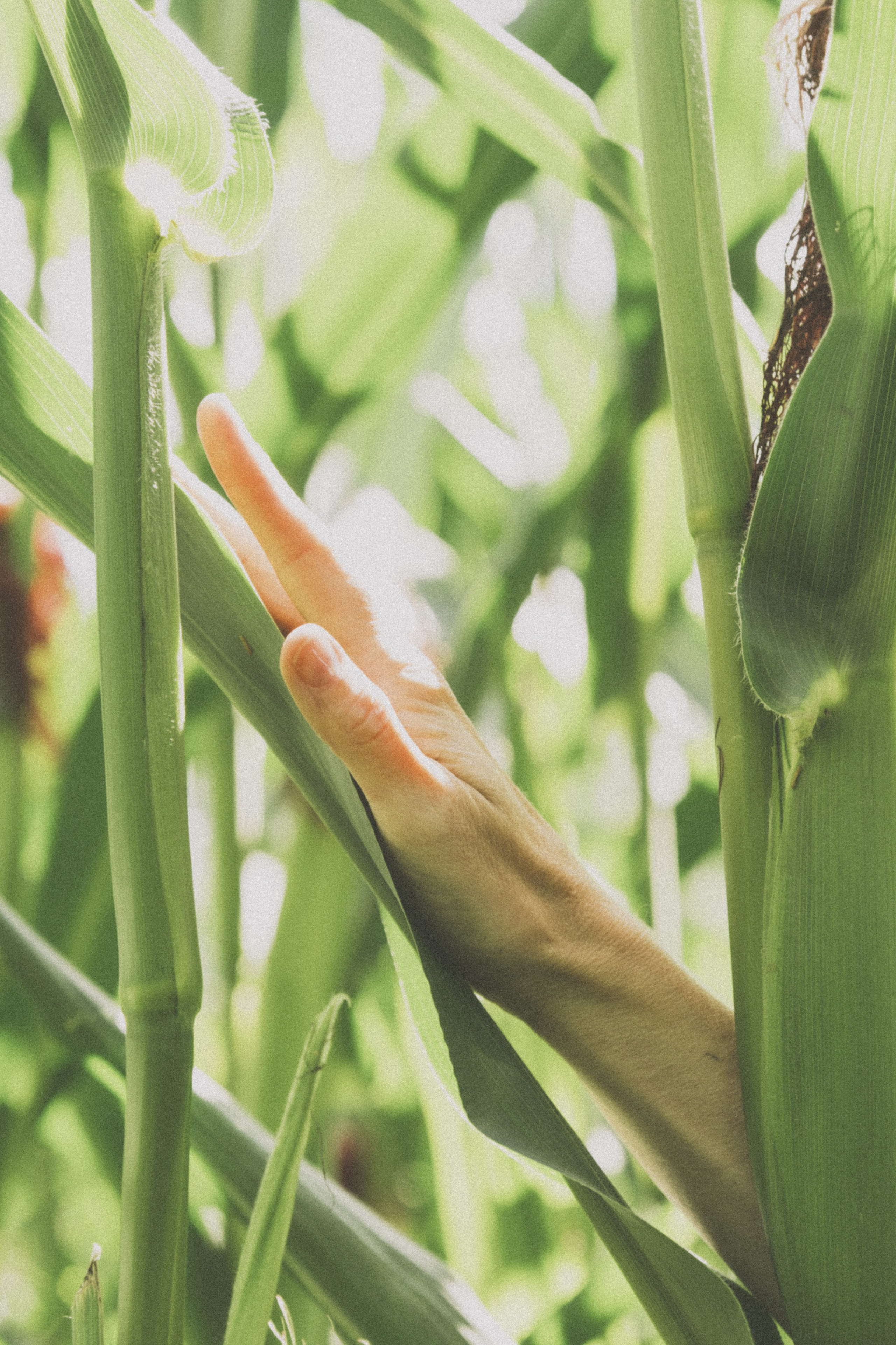 В кукурузном поле. Семейный фотограф Москва и Домодедово Ольга Игнатова
