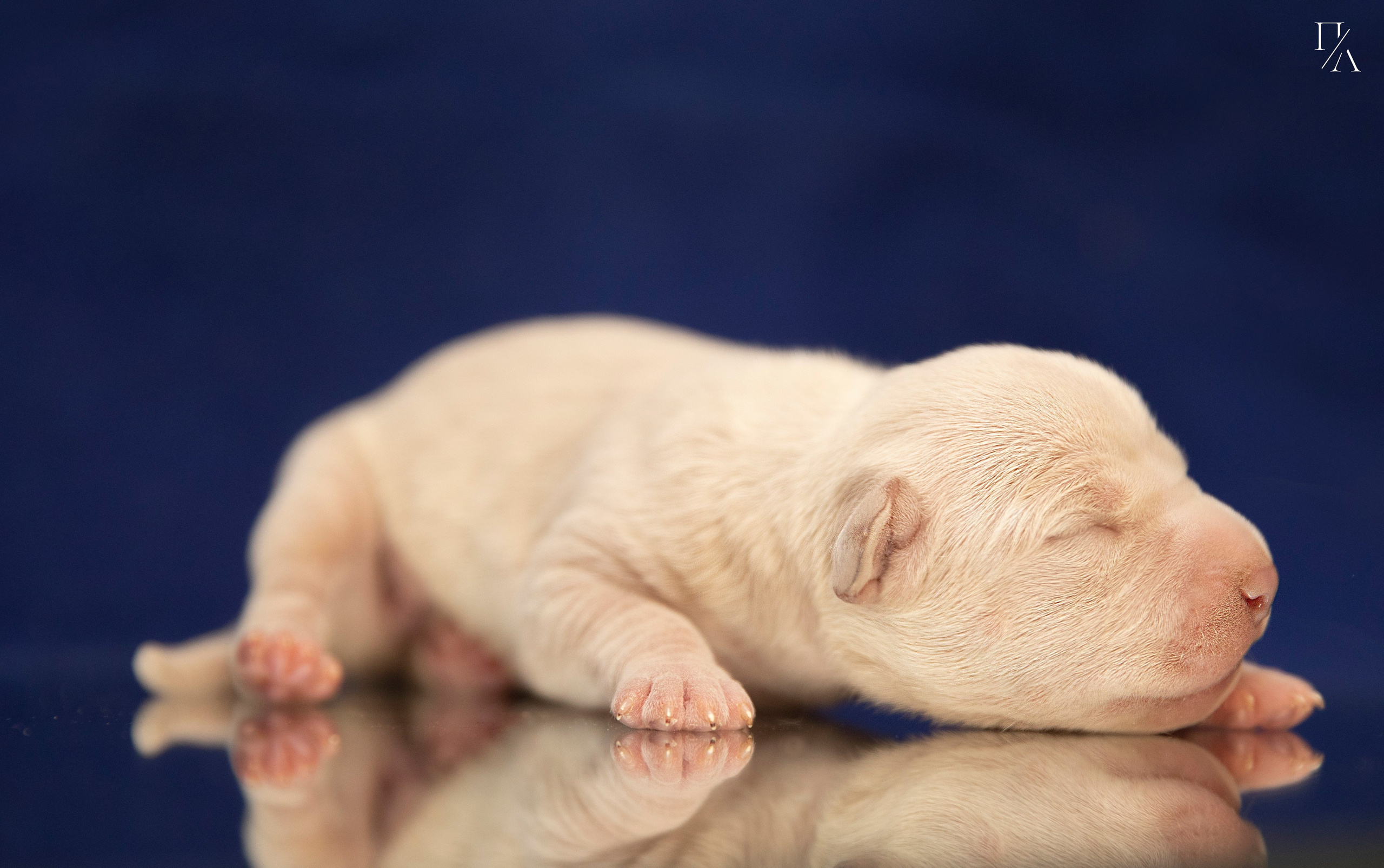 Фотосъёмки щенков. Фотограф-анималист Павлова Любовь
