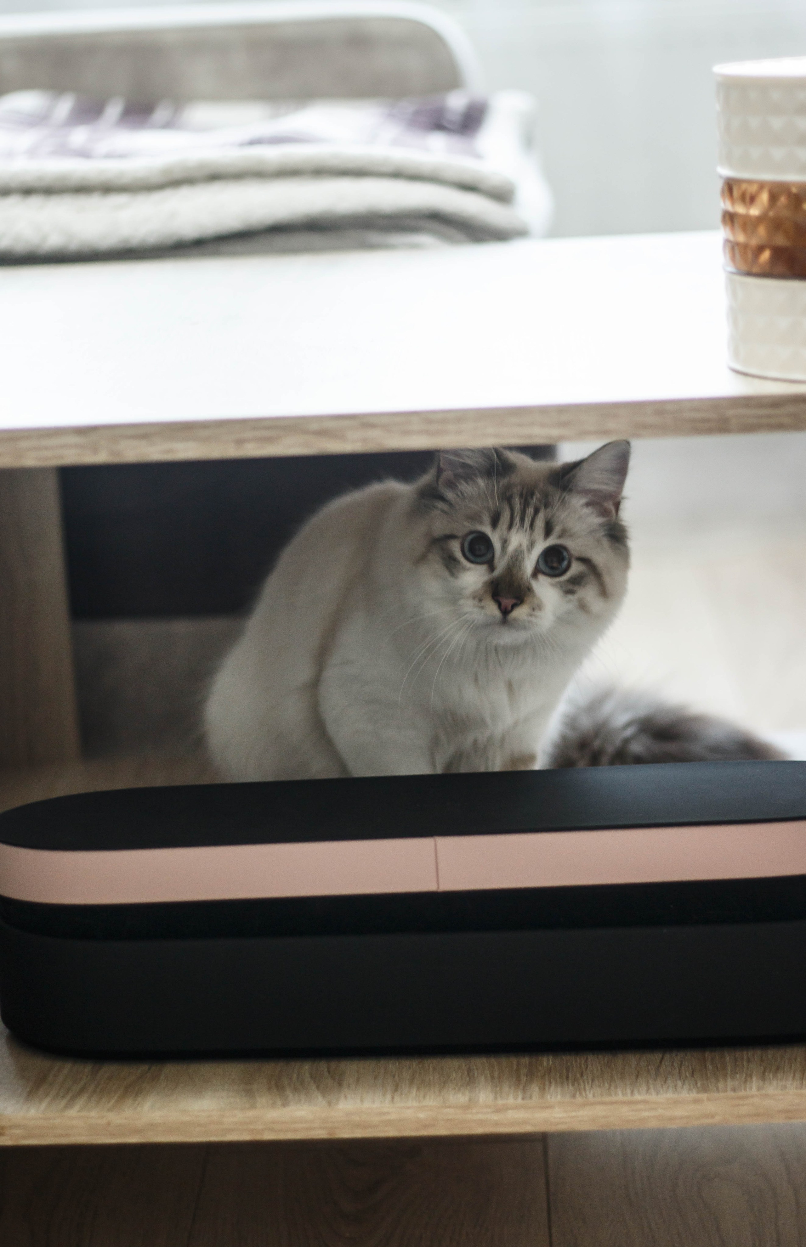 Kristina & Miya. Бережно сохраняю ваши чувства и истории на своих фотографиях