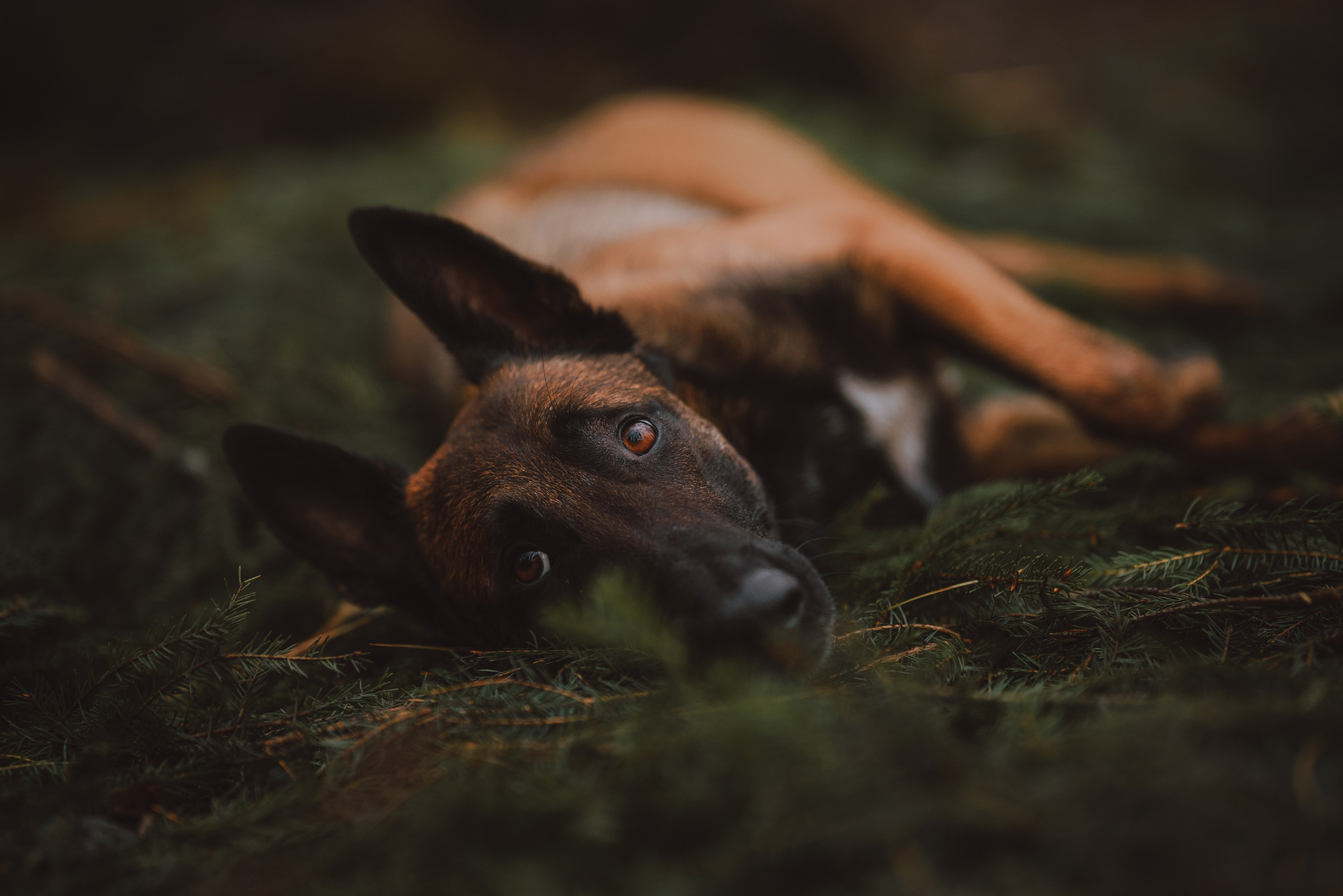 Раш. Фотограф анималист Осипчикова Мария