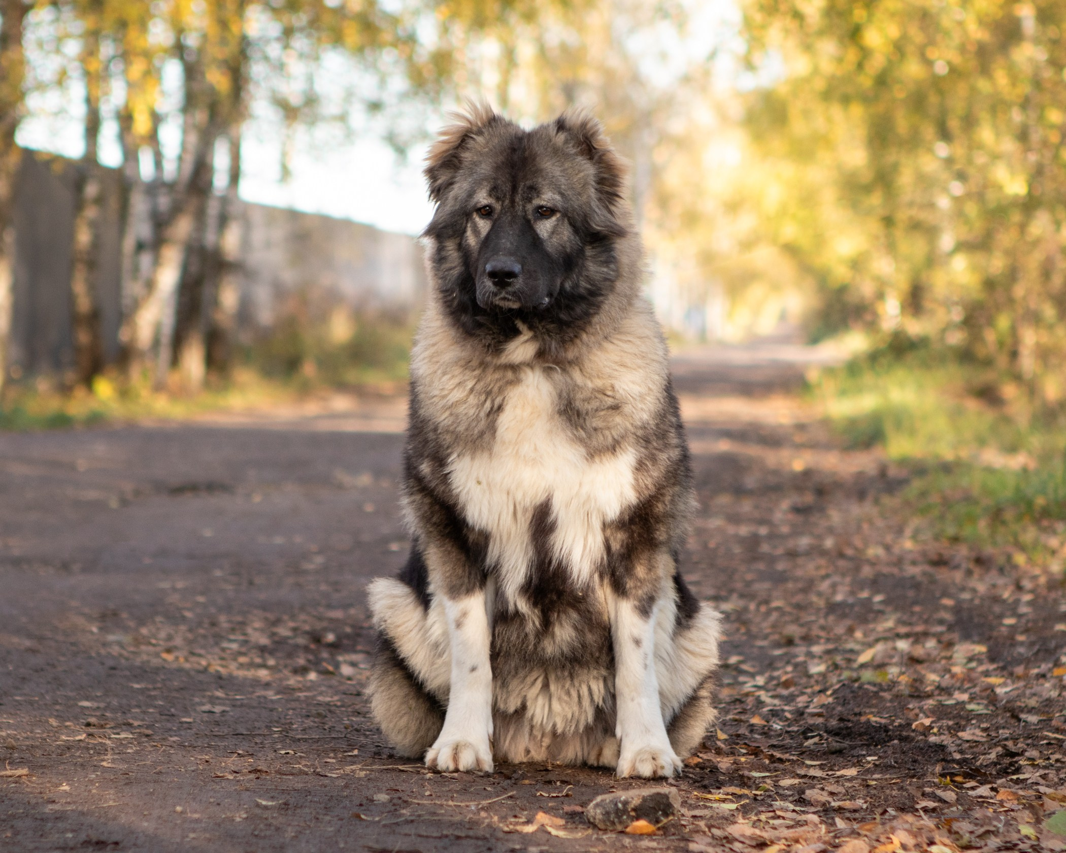 Собаки. Фотограф-анималист Полина Колкова | Москва
