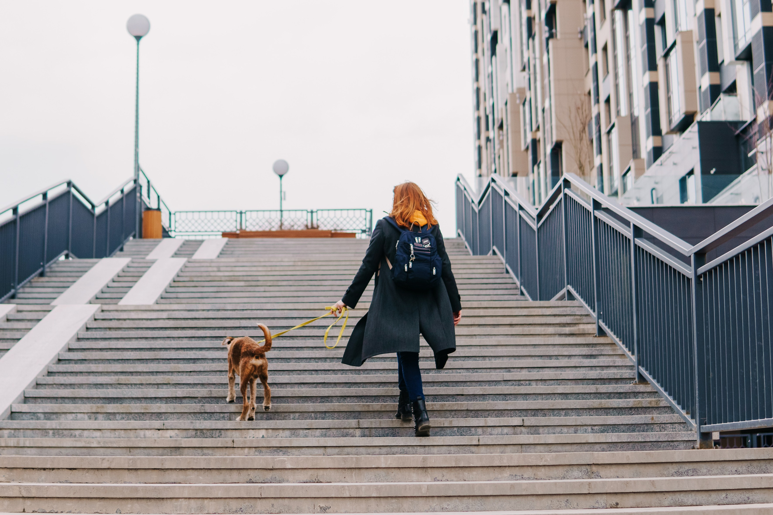 Life with dog. Saamill