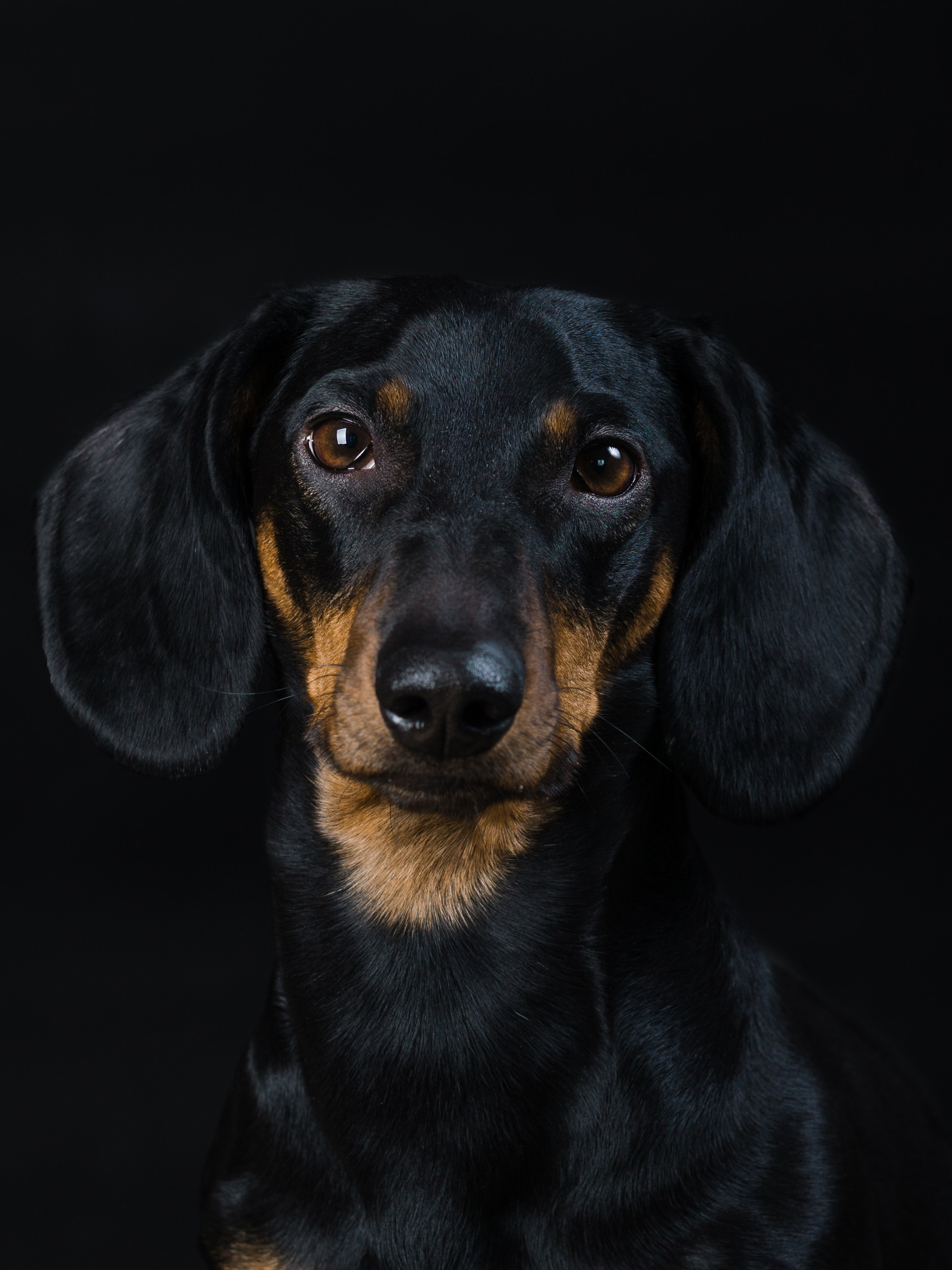 Life with dog. Saamill