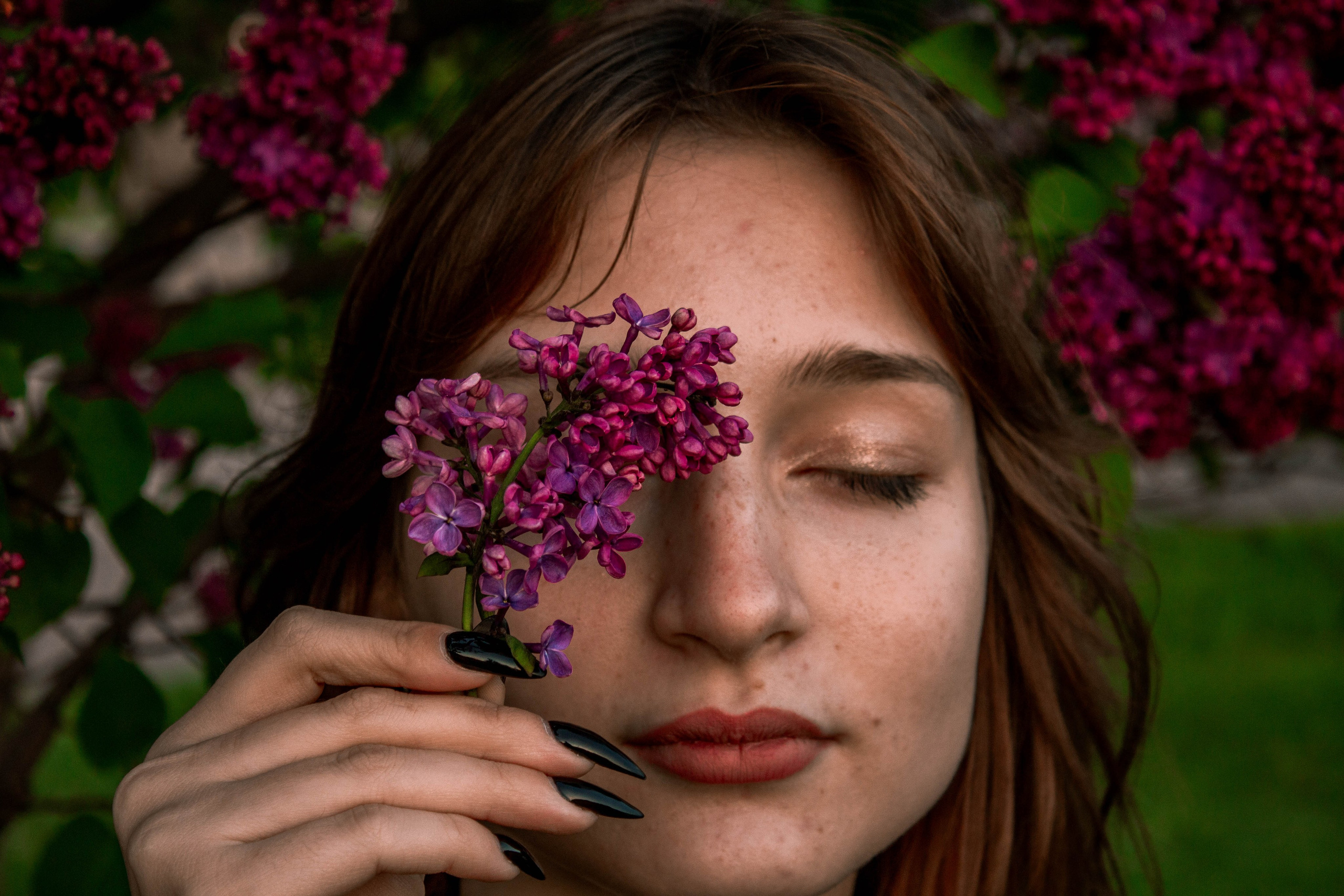 Сирень. Карпогоры, Санкт-Петербург