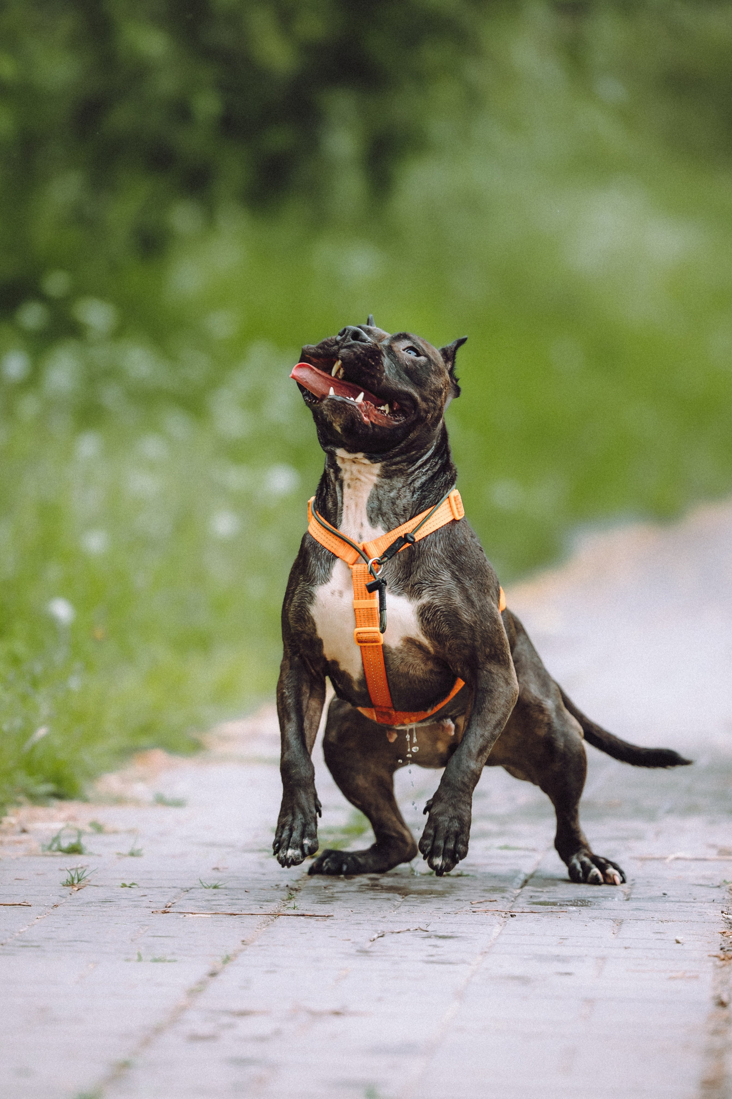 Паша, Хайди и Тея