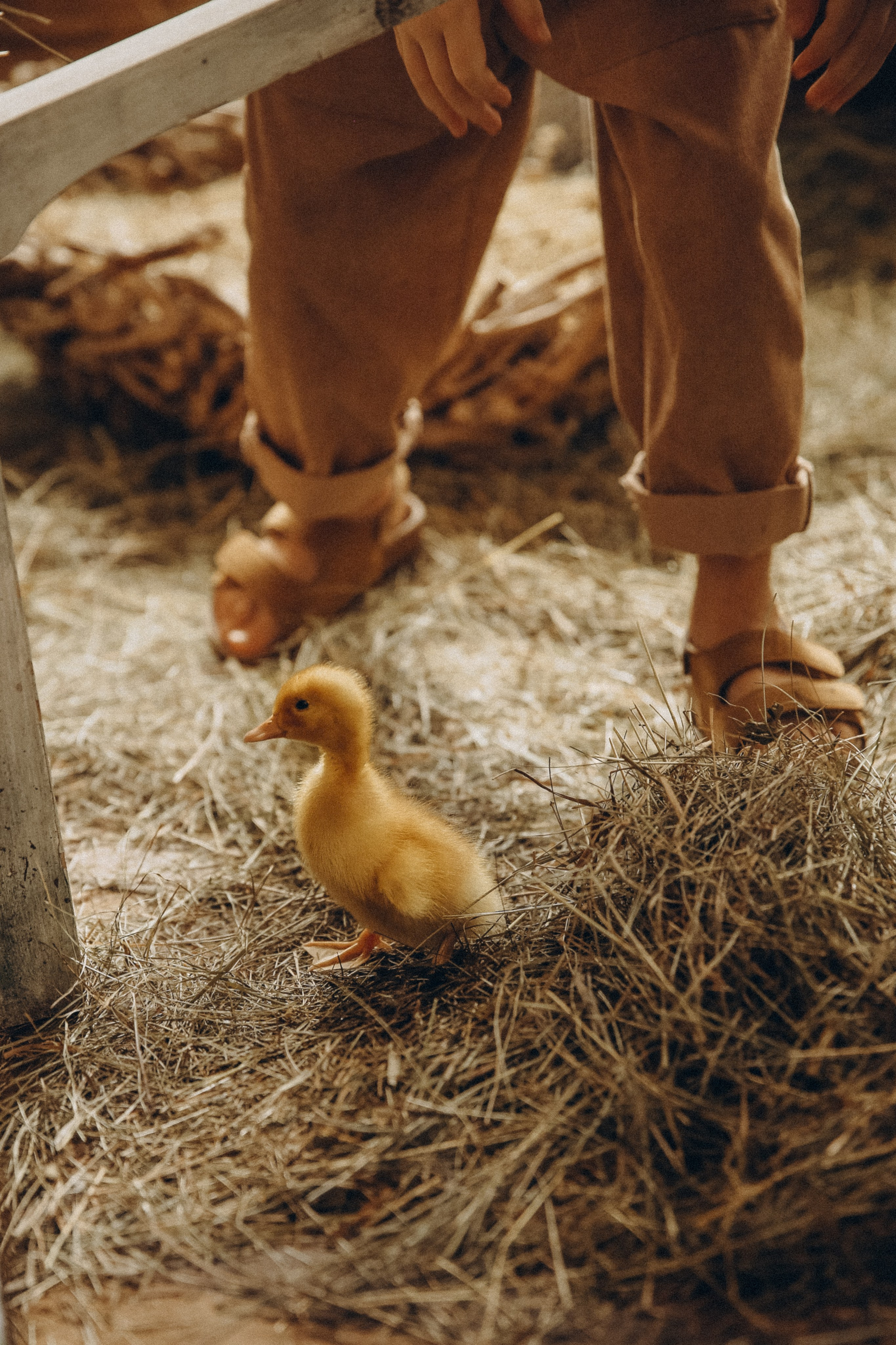Утиное счастье. Я Лена — семейный фотограф в стиле Лайф Москва и Подмосковья: Балашиха, Пушкино, Щелково, Домодедово, Дмитров. Я за эмоции и любовь